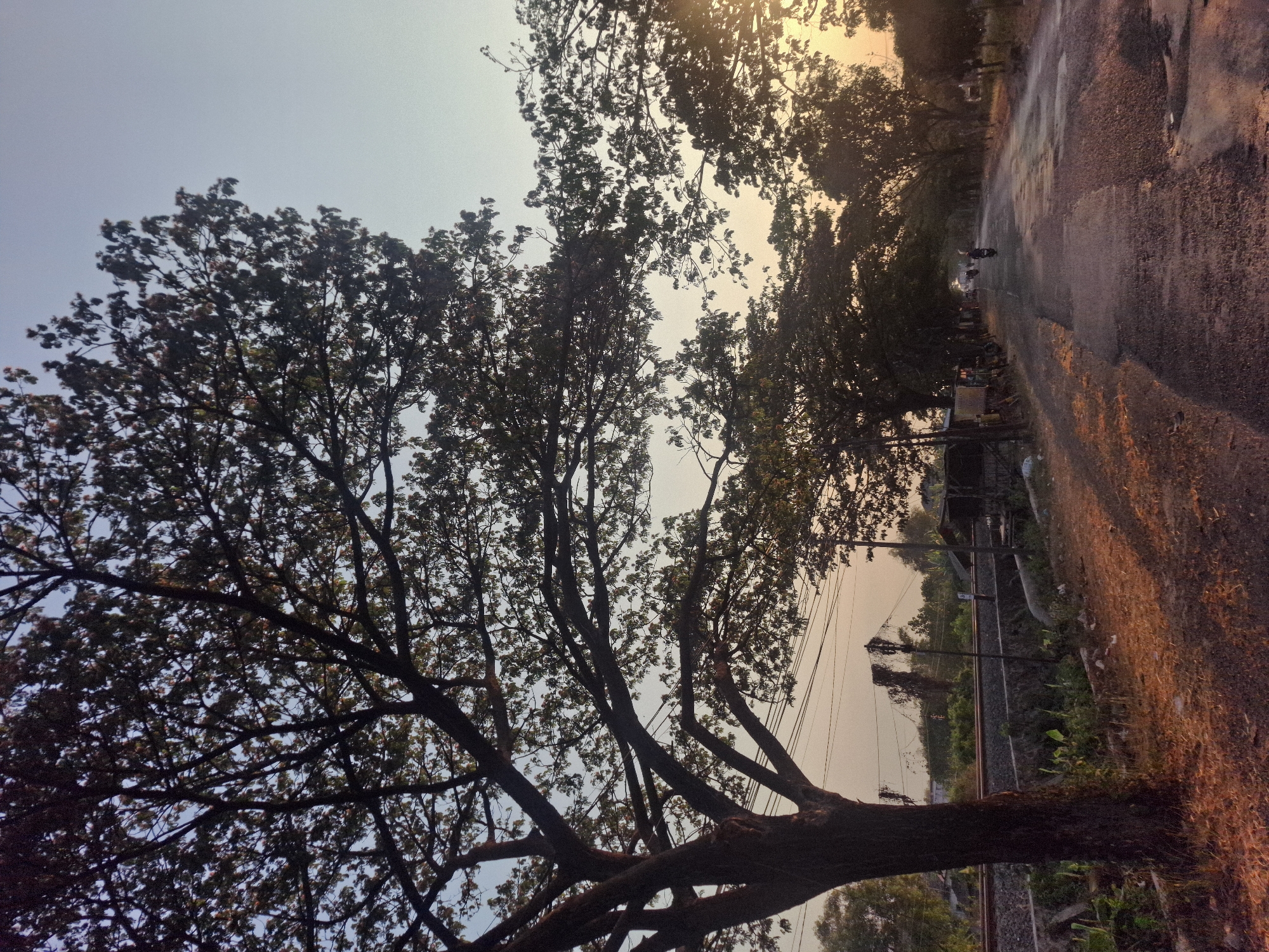 The image captures a rural road in Paji, Indonesia, during what appears to be late afternoon or early evening, as indicated by the warm, low-angled sunlight. The road is paved but shows signs of wear and tear, with patches of rougher texture and some puddles or dampness. It is flanked by trees that create a natural canopy, their branches reaching across the road. The sun is setting to the right of the frame, casting long shadows and illuminating the scene with a golden hue.
On the left side of the road, a set of railway tracks runs parallel, separated by a low stone wall and vegetation. A large tree with a thick trunk and widespread branches dominates the foreground on the left. Utility poles and wires are visible along the road and near the railway.
In the distance, a few figures on motorcycles can be seen traveling down the road. The environment suggests a semi-rural or suburban setting, with occasional structures or signs of human activity interspersed with the natural landscape. The sky is a clear gradient of pale blue and soft orange, indicative of the approaching twilight.