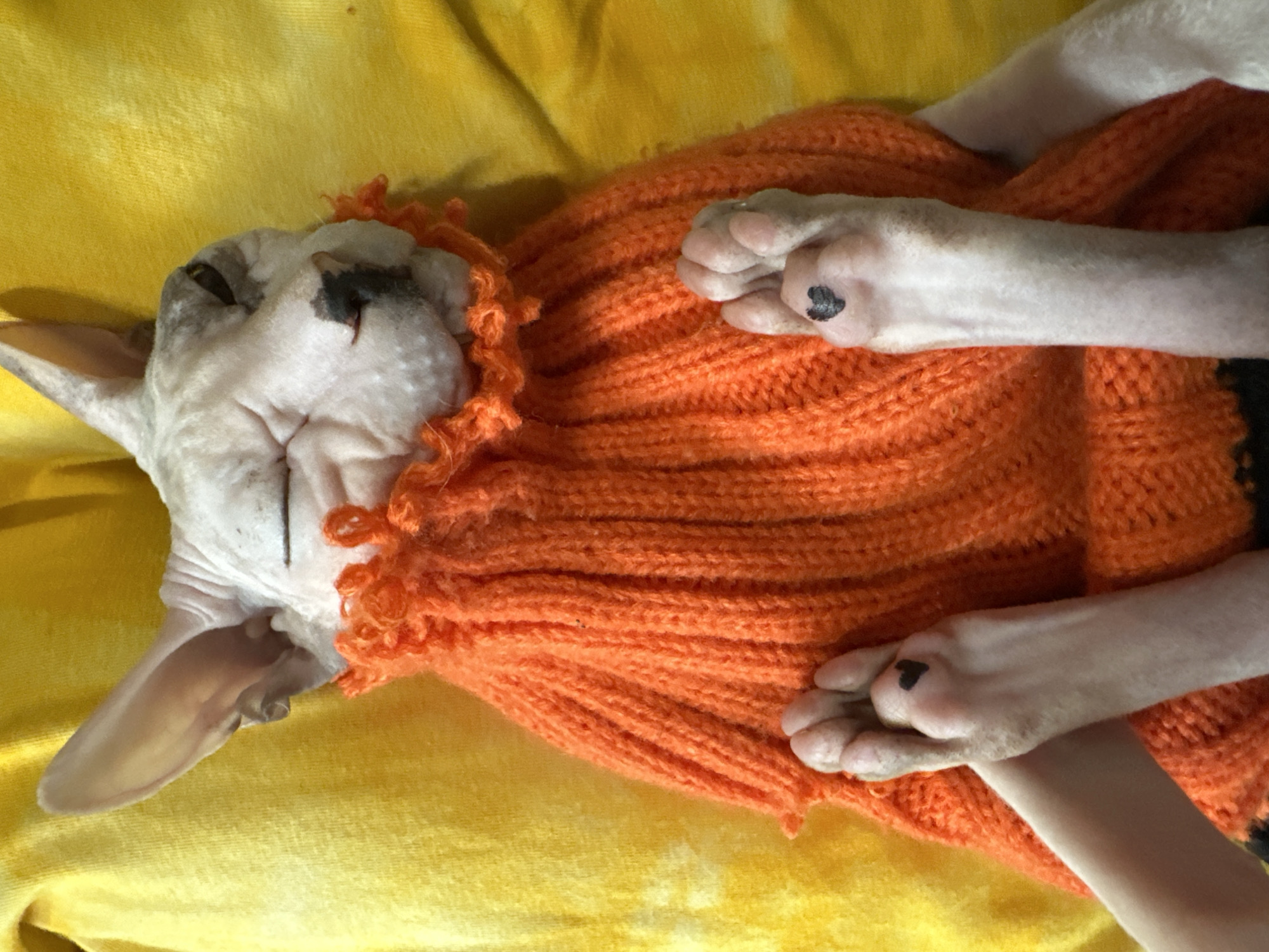 A hairless cat, wearing an orange knitted sweater, is lying on a yellow textured surface, with its eyes closed. The cat's paws are resting on its chest, and a small black heart marking is visible on the paw pad of each front foot. The background is a yellow fabric with a slight gradient. There is no identifiable information to place the image in Togliatti, Russia.