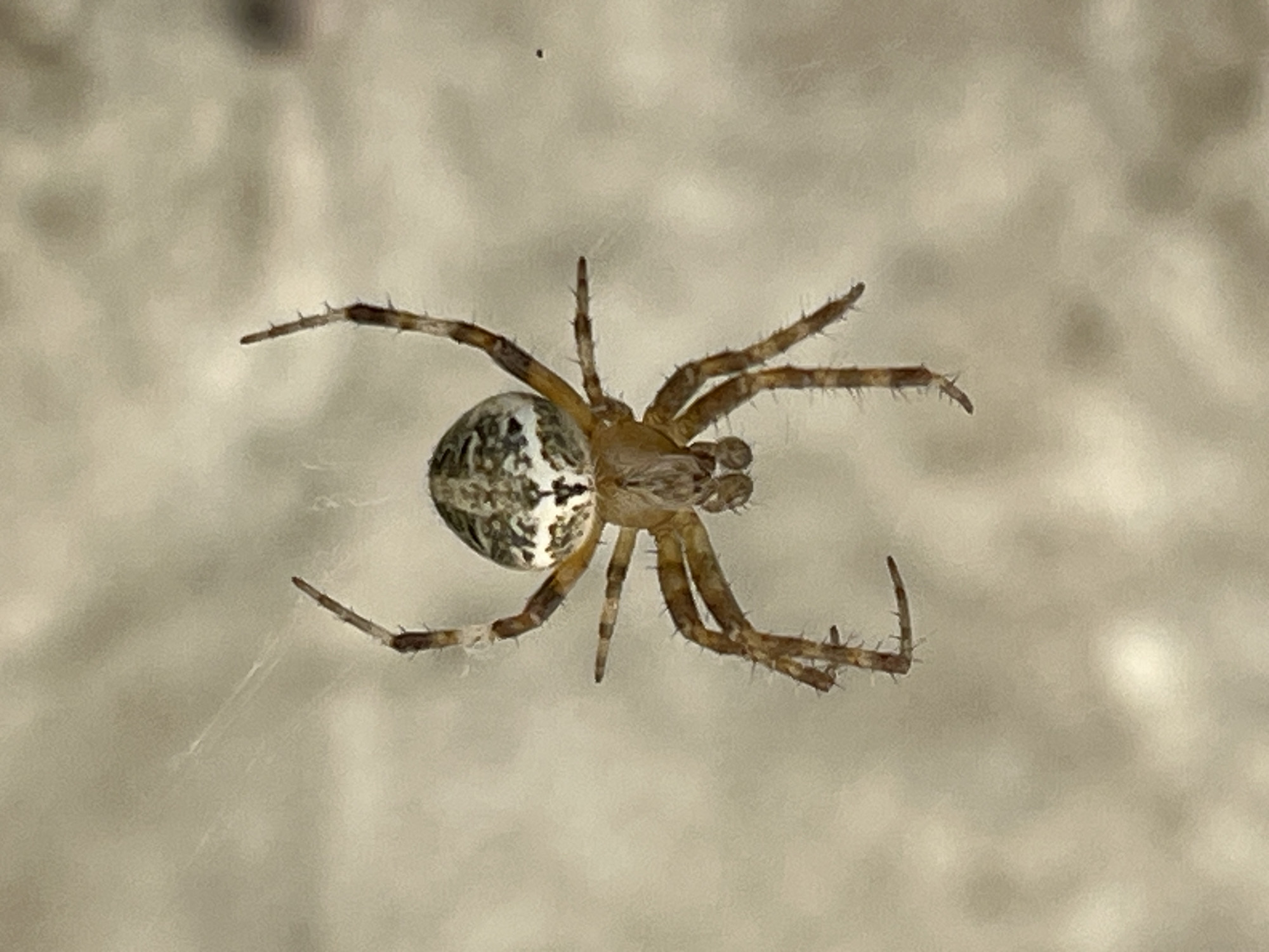 A close-up, high-angle shot features a spider hanging from its web against a muted, textured background. The spider, positioned centrally, has a rounded abdomen with a mottled pattern of green, white, and brown. Its cephalothorax is a lighter brown, and its eight legs, segmented and covered in fine hairs, are extended in various directions. The legs are also banded with darker brown. The web strands are faintly visible, creating a delicate network around the arachnid. The background, a blurred light tan or beige, appears to be a wall or rough surface. There are no people or other animals visible in the image.