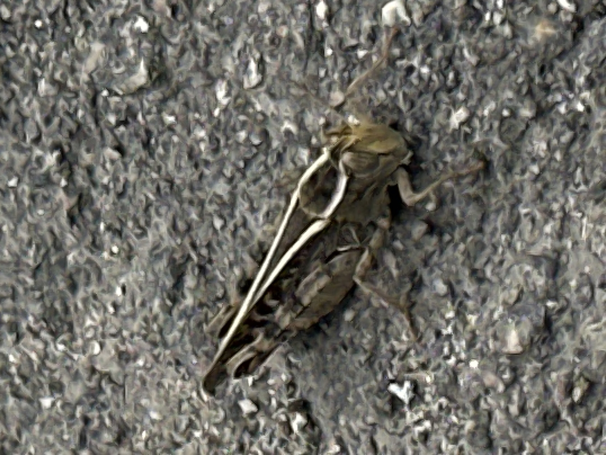 A brown grasshopper is positioned on a gray, asphalt-like surface. The grasshopper is facing left and its body is elongated and segmented, with visible wings folded over its back. The surface appears to be textured with small stones and debris, creating a mottled appearance. The lighting suggests an outdoor environment. The image does not contain any information about the city of Luhansk, Ukraine.