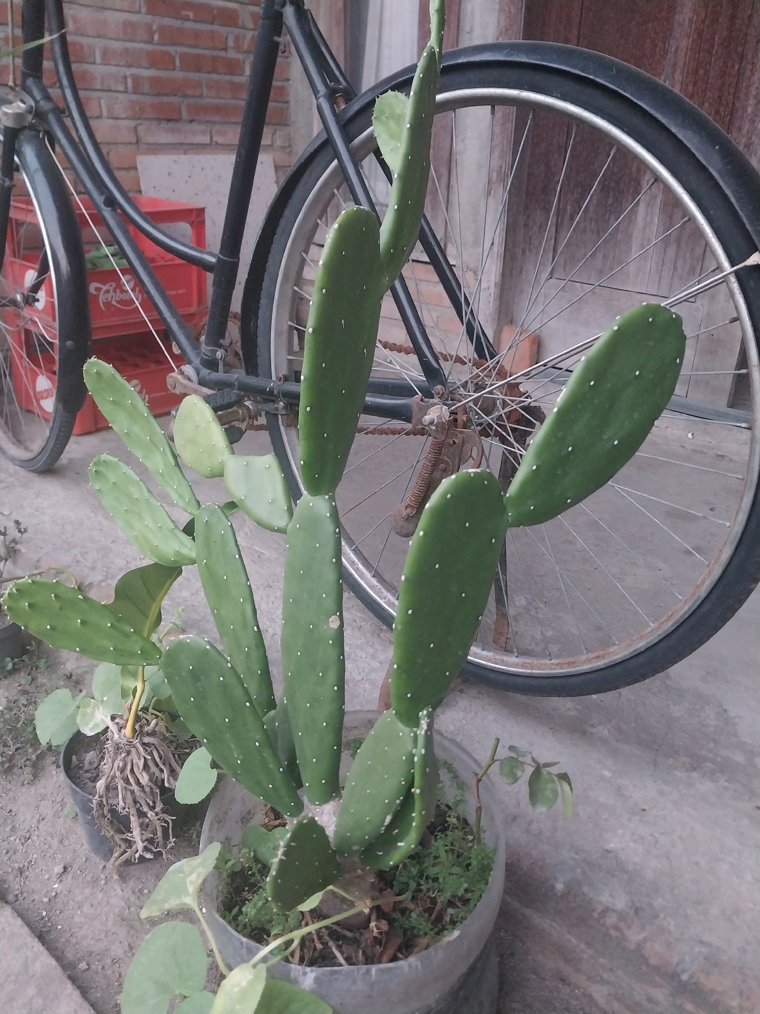 An outdoor scene in Blitar, Indonesia, features a prickly pear cactus in the foreground, potted in a clear plastic container. The cactus has several flat, paddle-shaped segments, dotted with small white spines. Behind the cactus, partially obscured by it, is an old bicycle. The bicycle has a dark frame, a spoked rear wheel with a black tire, and visible rust on its chain and some metal components. Red plastic crates are stacked behind the bicycle frame. The ground is paved with concrete or a similar material, and a brick wall forms the backdrop. There are no people visible in the image.