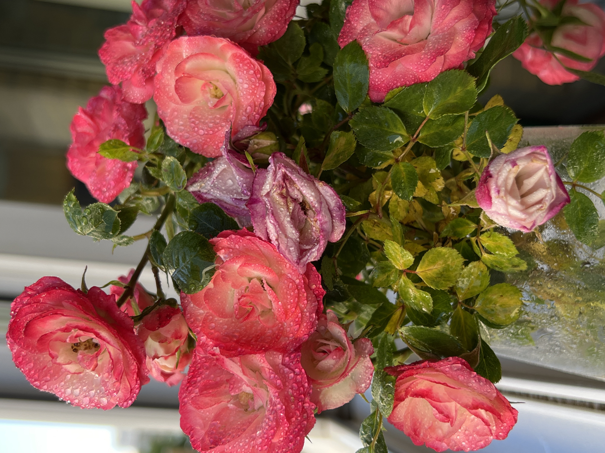 The image displays a detailed view of a floral arrangement, likely a bouquet of roses, situated in a clear glass vase or container, on what appears to be a window ledge or balcony railing. The scene is illuminated by natural light, possibly morning or late afternoon, with a blurred background indicating an outdoor urban environment. The location is Krasnodar, Russia.
The dominant subjects are approximately ten to twelve rose blooms, varying in stages of openness from tight buds to fully unfurled flowers. The petals primarily exhibit a gradient of color, transitioning from vibrant fuchsia or deep pink at the edges to lighter pink and white towards their centers. Several blooms also display muted purple or lavender tones, suggesting varying ages or species. All visible petals and leaves are covered in numerous small water droplets, indicative of recent watering or dew.
One prominent, fully open rose in the upper-left quadrant contains two small, dark-bodied insects, consistent with bees or flies, located within its central petals. The foliage accompanying the roses consists of green leaves, some appearing vibrant and others showing distinct yellowish discoloration. The clear glass container is partially visible in the lower half of the image, reflecting some of the surrounding light and colors.
The background is significantly out of focus, featuring vertical and horizontal white or light-colored structures, interpreted as parts of a window frame or balcony railing. Beyond these structures, a blurred light-colored building and a bright sky are discernible, suggesting an urban or residential setting. No human figures or specific human actions are depicted.