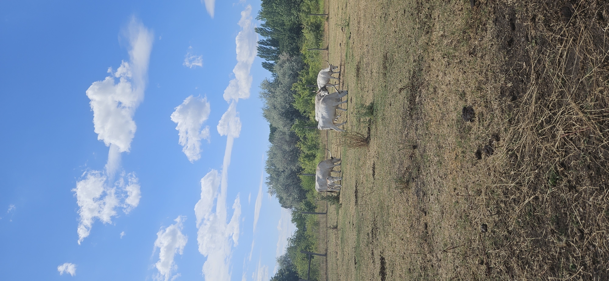 A herd of white cattle, including a calf, graze in a dry, grassy field under a bright blue sky dotted with white clouds. The cattle are mostly facing downwards, feeding on the sparse vegetation. In the background, a line of trees forms a dense border, with a wooden fence visible to the left of the frame. The ground is dry and covered with patchy grass and some dark spots that appear to be cow dung. The scene appears to be a rural pasture. This image was captured in Keszthely, Hungary.