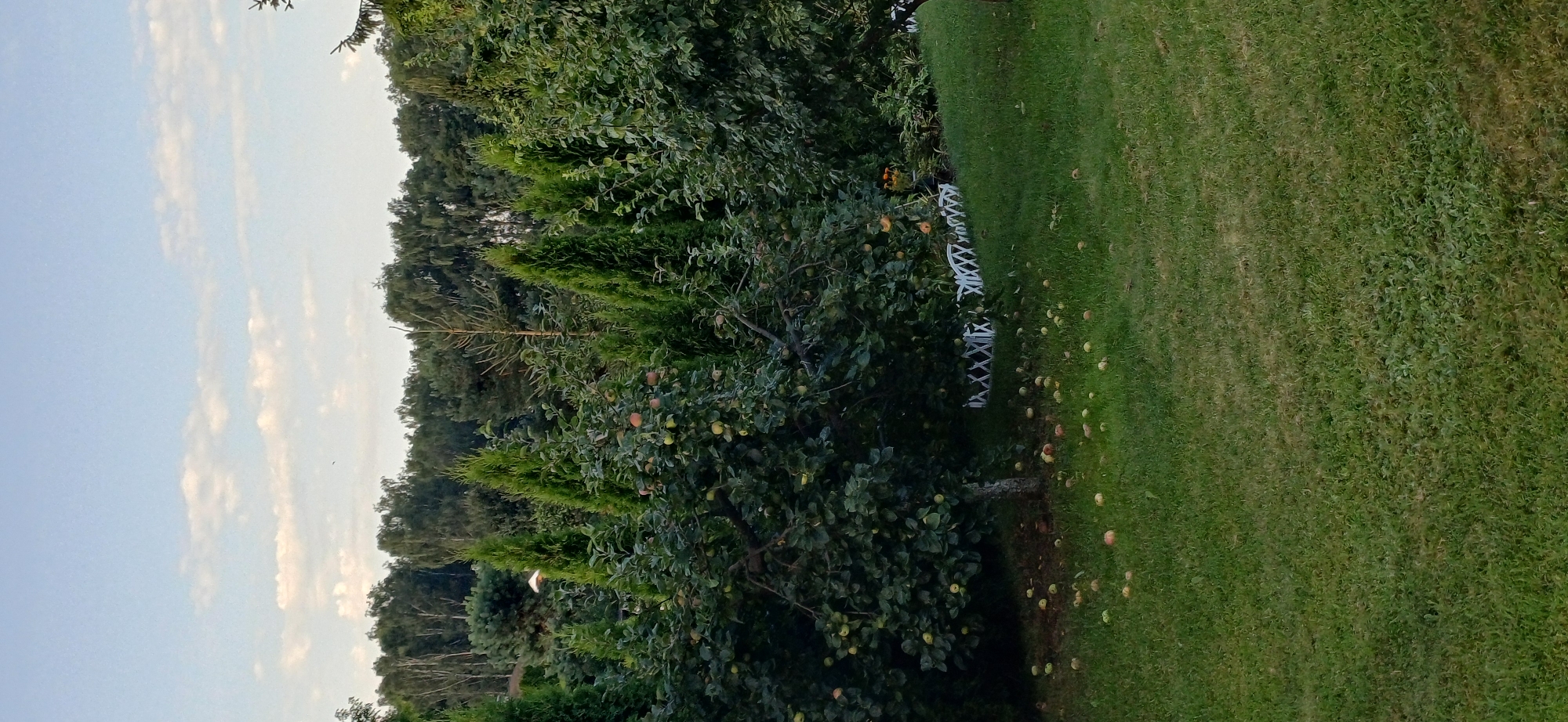 The image shows an outdoor scene of a lush green lawn with an apple tree in the foreground. The apple tree is laden with fruit, and several apples have fallen to the ground. A small white fence with an X-shaped pattern is visible behind the tree. In the background, a dense line of trees forms a natural barrier, with a bright sky overhead featuring scattered clouds. The overall setting appears to be a tranquil garden or orchard, likely in a rural or suburban area.