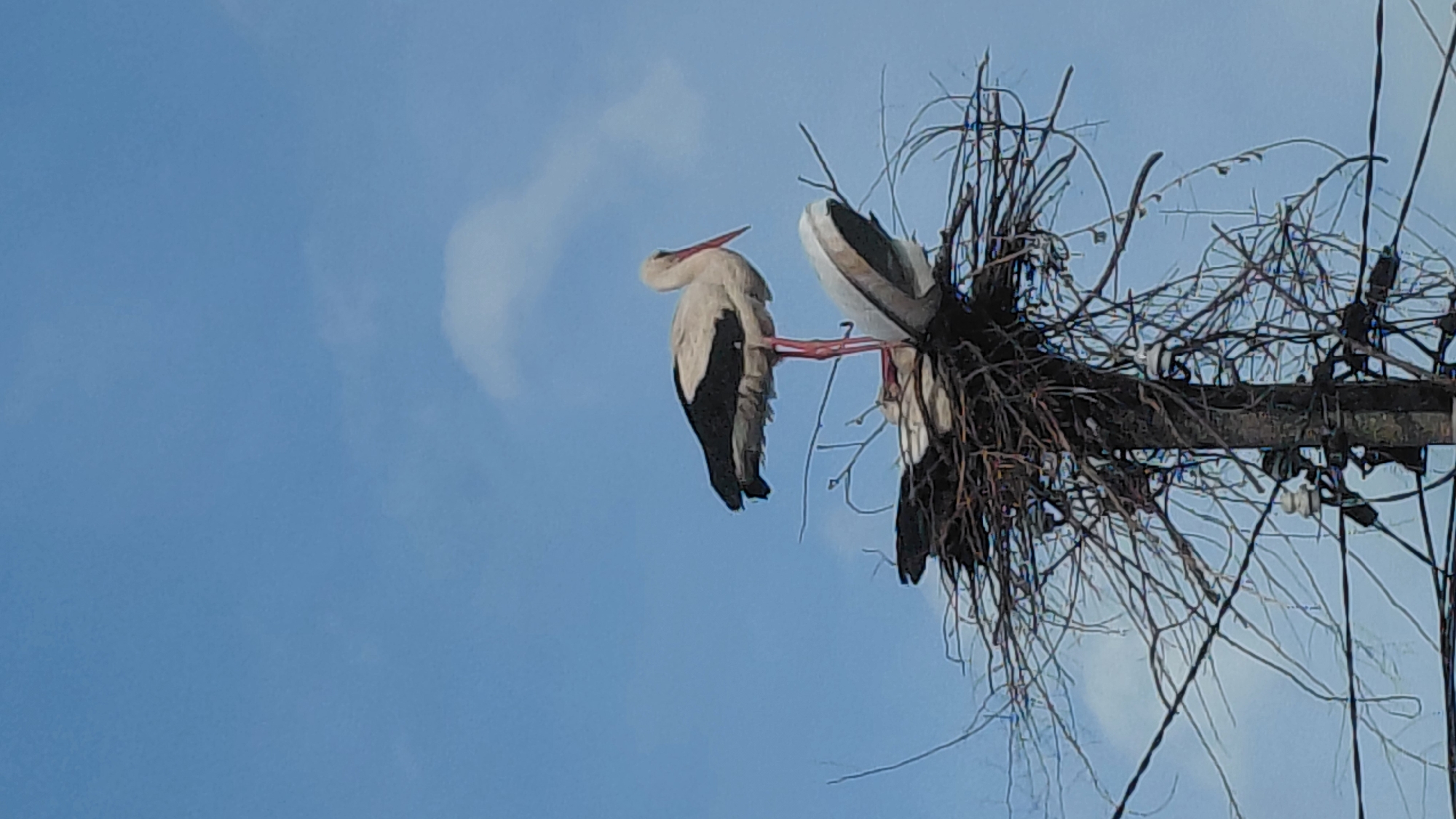 Two storks are perched on a wooden utility pole against a blue sky with some clouds. The pole has a messy nest built around it and power lines are also attached to the pole.