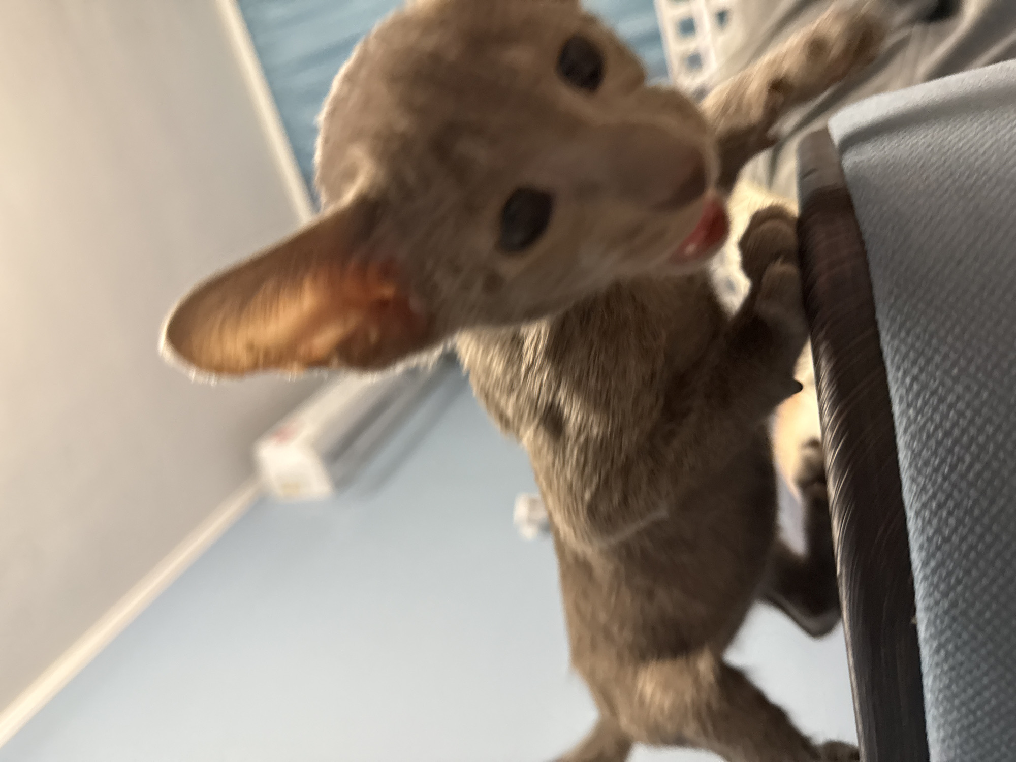 A light brown kitten, appearing to be an Oriental Shorthair, is captured in a close-up, low-angle shot. The kitten's head is tilted downwards, with its mouth slightly open, revealing a pink tongue. Its large, dark eyes and prominent ears are clearly visible. The kitten's body is mostly in focus, showing its slender build and short fur. It is positioned on a dark, textured surface, possibly furniture, with a lighter, textured fabric below. The background is blurred, showing hints of a light blue wall and what appears to be an air conditioning unit mounted high on the wall. There is no discernible indication of the city of Moscow, Russia, or any specific location within it. The lighting suggests an indoor setting, possibly a home.