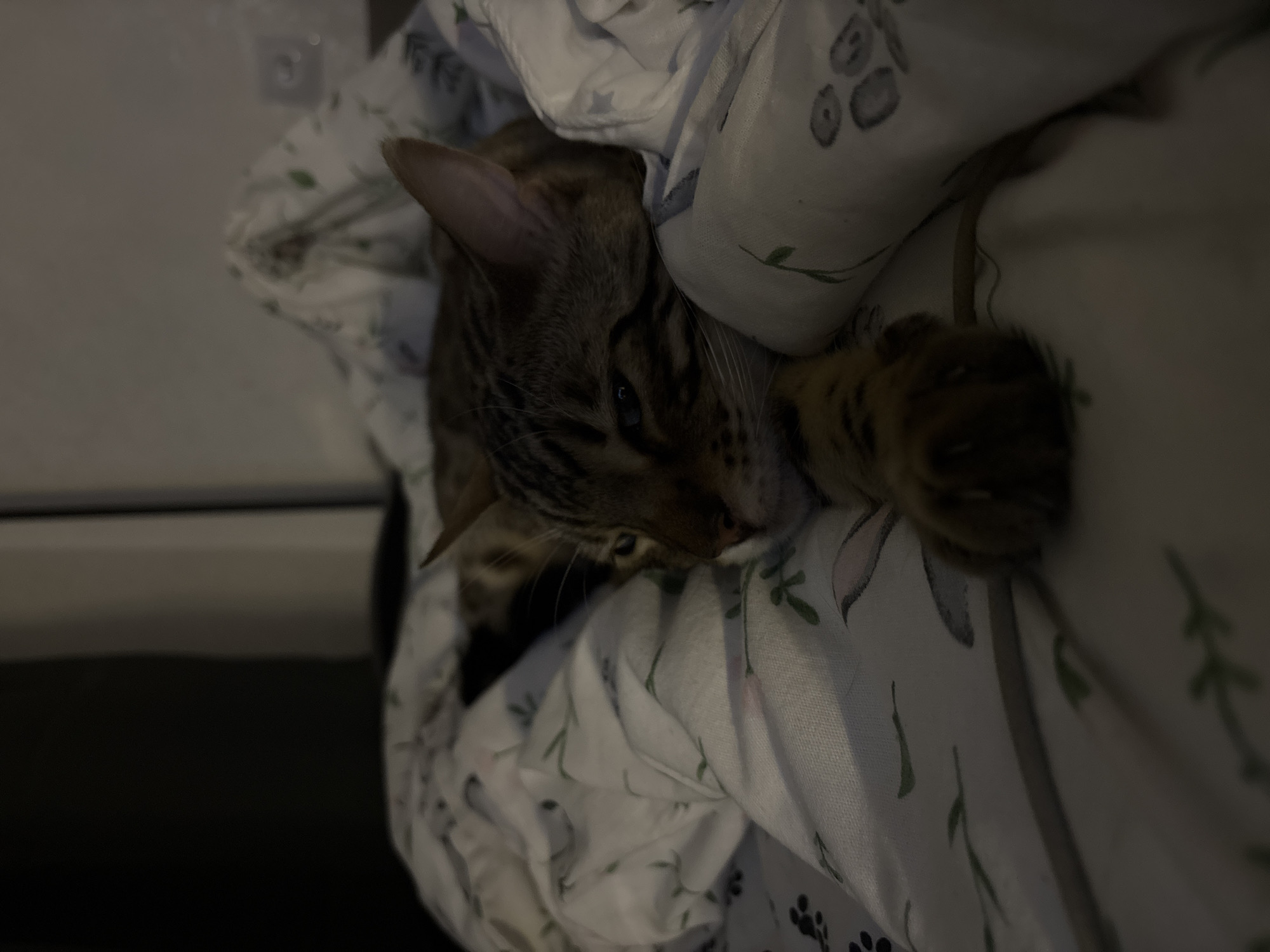 A domestic cat with tabby markings is lying on its side, partially covered by a white blanket with a floral pattern. The cat's head is resting on the blanket, and its eyes are partially closed. The cat's left paw is extended forward, resting on the blanket. The environment appears to be indoors, likely a bedroom, with dim lighting. There are no people or other animals visible in the image. The location is identified as Noviy, Russia.