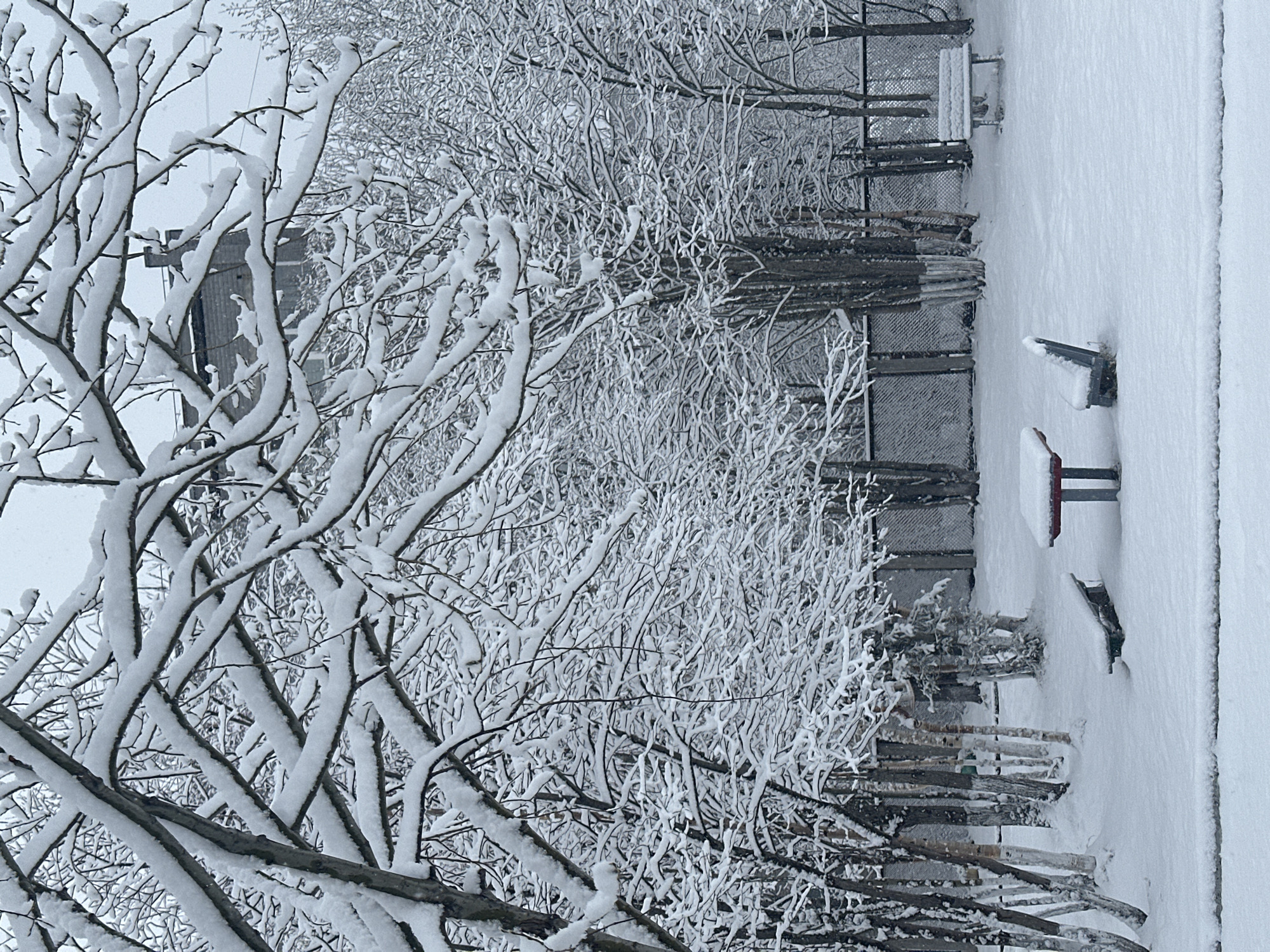 The image depicts a winter scene in an urban location. The foreground features bare tree branches laden with snow, obscuring a building in the background. A fence runs along the right side of the frame, separating the snowy ground from the trees. Snow covers everything, including a table and chairs.