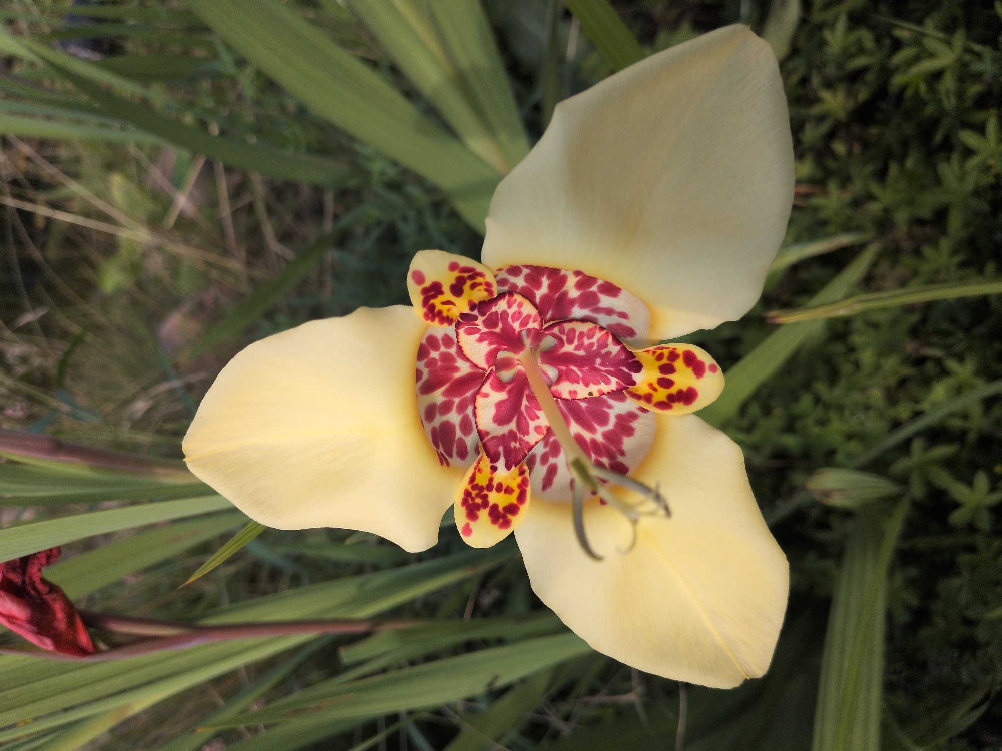 This is a close-up, top-down photograph of a single, pale yellow flower with a distinctive central pattern. The flower has three prominent, broadly ovate petals. The center of the flower is a vibrant mix of deep pink and red spots against a creamy yellow background, with smaller, bright yellow spots on the outer edges of the petals. The stamen is visible in the center, appearing as thin, dark filaments. The background consists of blurred green foliage and hints of dark brown earth, suggesting an outdoor setting. There is also a hint of a dark red, wilting bloom to the upper left of the primary flower, with a thin, dark stem. The image is sharpest on the flower itself, with the background softly out of focus. There is no indication of any specific location within Brandenburg an der Havel, Germany. The scene depicts a natural, botanical subject.