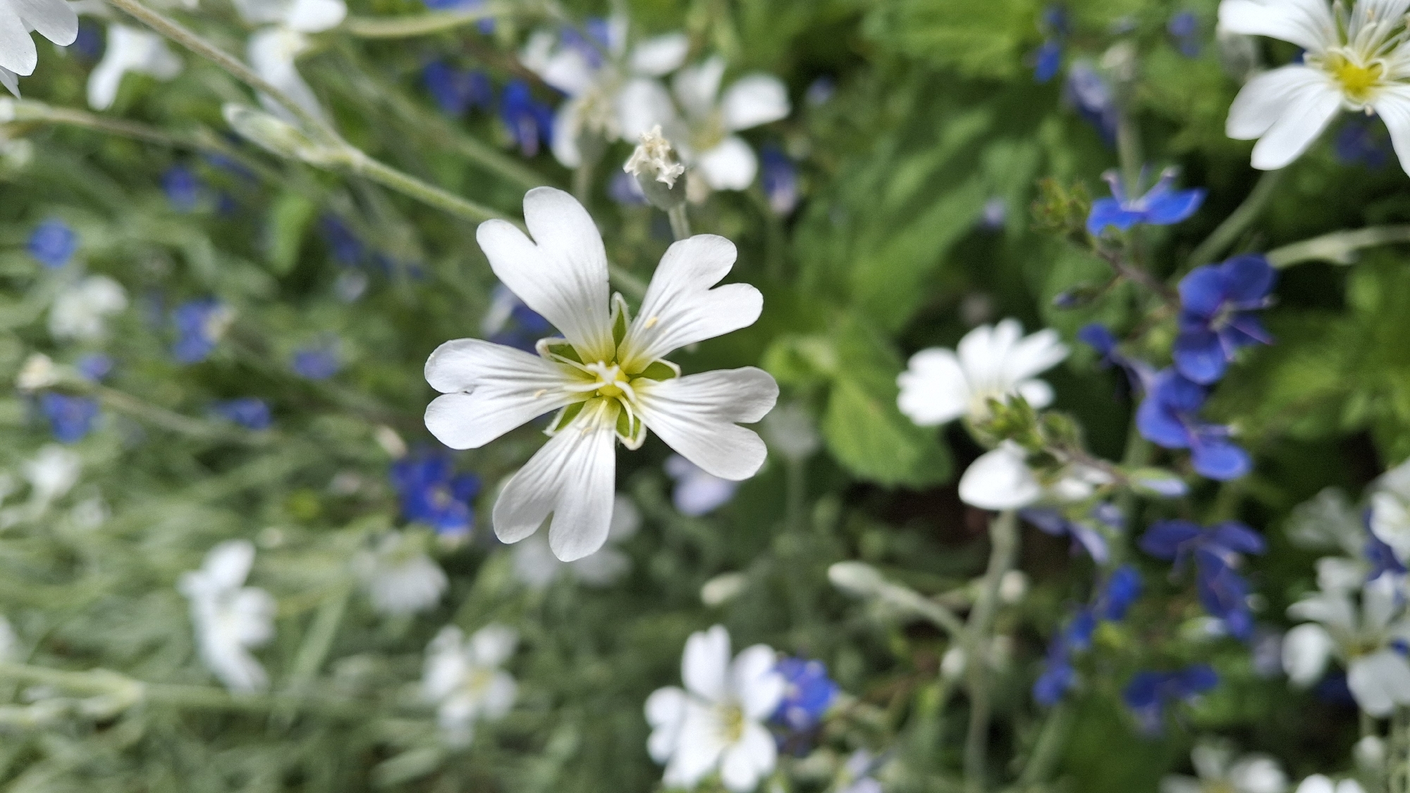 A close-up, vertical shot showcases a delicate white flower with five notched petals and a yellow-green center. It is positioned slightly to the right of the frame, with its stem extending upward and to the right. The flower is in sharp focus, while the background is a blur of soft green foliage and scattered small blue and white flowers. The image appears to be taken outdoors, likely in a garden or park setting. The specific location of Kempelevo, Russia, is not discernible from the visual information present in the photograph. There are no people or discernable actions depicted.