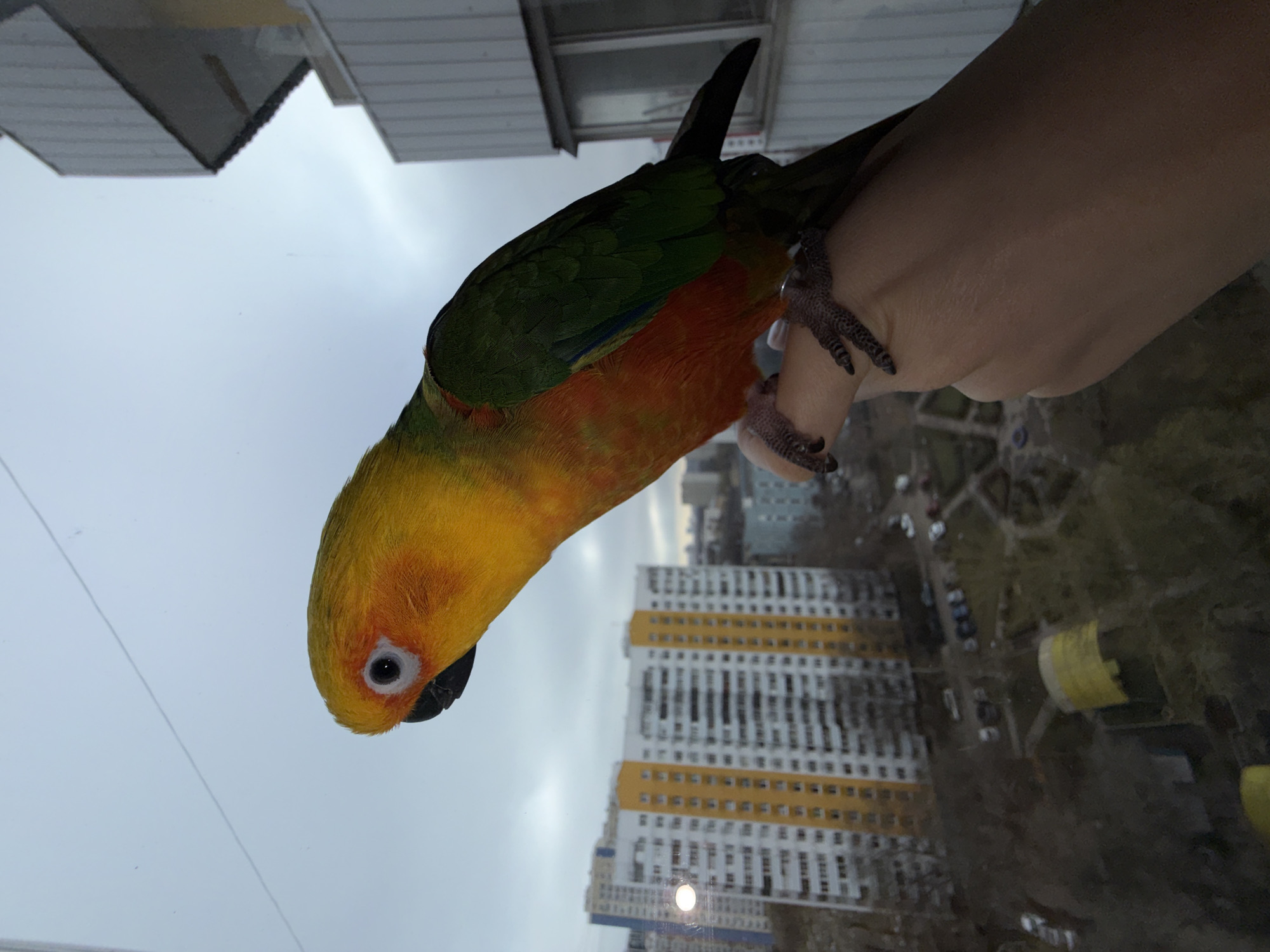 A colorful bird, predominantly yellow, orange, and green, clings to a person's hand. The bird appears to be a parrot or a conure. The background reveals a cityscape, including high-rise buildings. The location is Khimki, Russia.