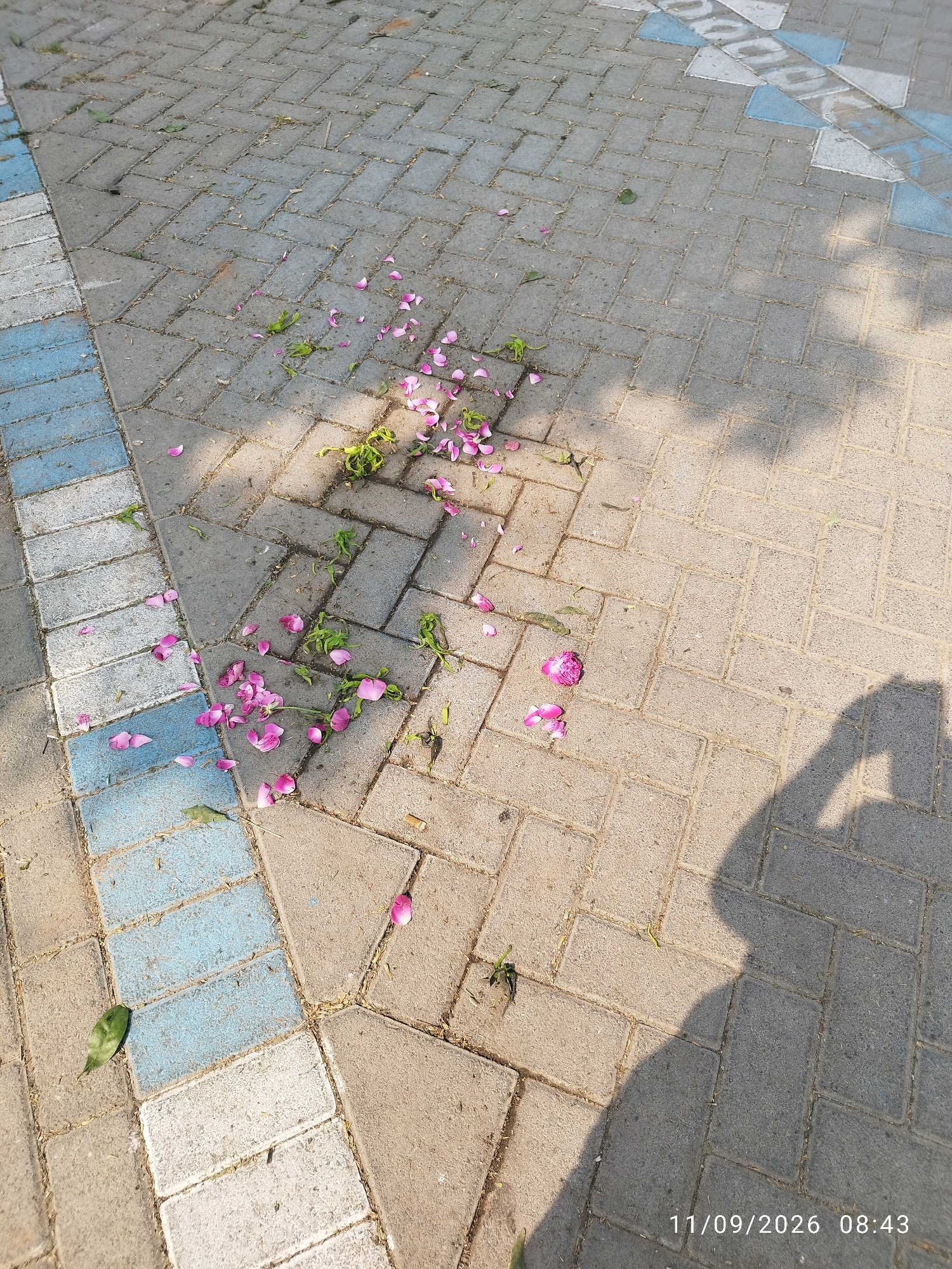 A shadow of a person holding a camera is cast on a paved walkway in Mojokerto, Indonesia. Pink rose petals and some green leaves are scattered across the gray and blue patterned pavement. The date stamp on the image reads 11/09/2026 at 08:43.
