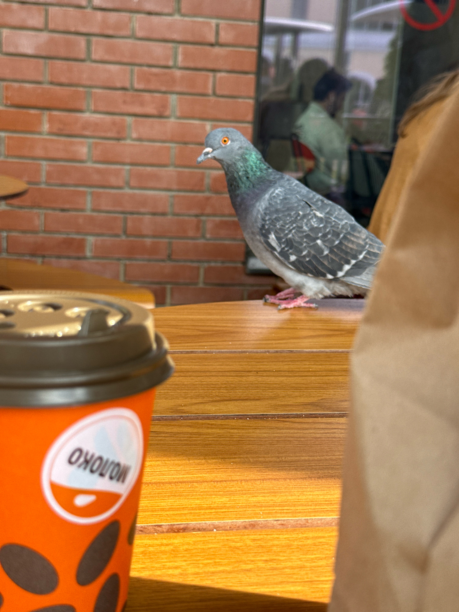 A pigeon with iridescent green and purple neck feathers and orange eyes is perched on a wooden table in front of a brick wall. To the left, an orange coffee cup with a brown lid and a logo that reads "MOLOKO" is visible. In the background, a window reflects a person sitting at a table. The scene appears to be outdoors, possibly at a cafe in Zvenigorod, Russia, given the context. The lighting suggests it is daytime.