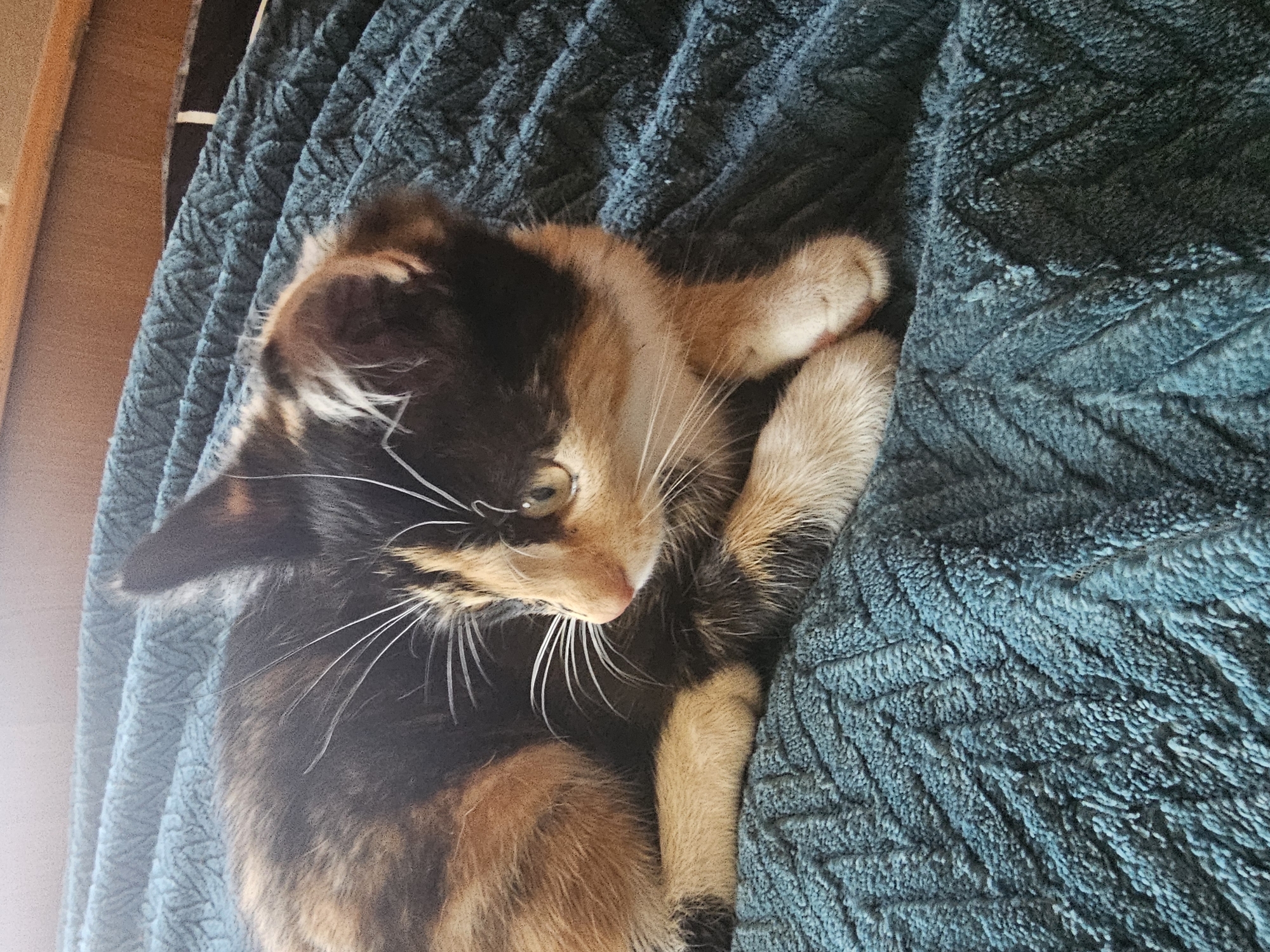 A calico kitten is lying on a teal textured blanket. The kitten's fur is a mix of black, orange, and white. It is looking to the left with its mouth slightly open. The blanket has a raised chevron pattern. The background is out of focus and appears to be a wooden surface.