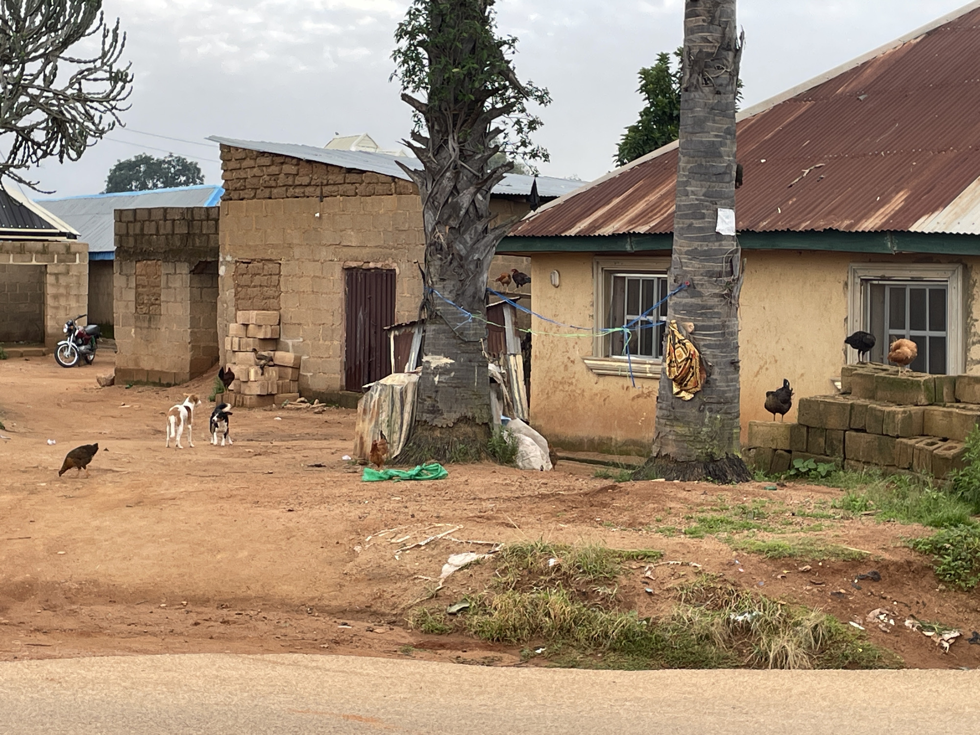 The image depicts a street scene in Bukuru, Nigeria. In the foreground, a dirt road curves from the bottom right corner. The middle ground features several buildings constructed with light-colored bricks and corrugated metal roofs. One building on the right has yellow walls and a red corrugated roof with a window. Another building to the left is partially constructed with visible brickwork and a dark metal door. A large, weathered palm tree with thick, segmented bark stands prominently between two buildings.
Scattered throughout the scene are various animals and objects. Two dogs, one white with brown markings and another black and white, are present in the dirt area. Several chickens are also visible: one is near a green tarp on the left, and two are perched on a stack of cinder blocks in front of the yellow building on the right. A motorcycle is parked to the left of the buildings. Various pieces of debris and vegetation are scattered on the ground. The sky is overcast and light gray.