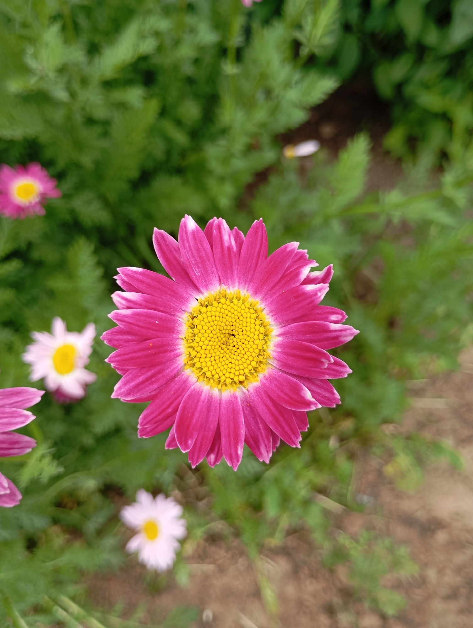 The image shows a field of pink and white daisies with a bright yellow center. The main focus is on a large pink daisy in the center of the frame. The background consists of green foliage and other flowers. The location is unknown, and there is no indication it is in the city of Фоки, Russia. There are no people, subjects, objects, actions, or interactions visible in the image beyond the plants.