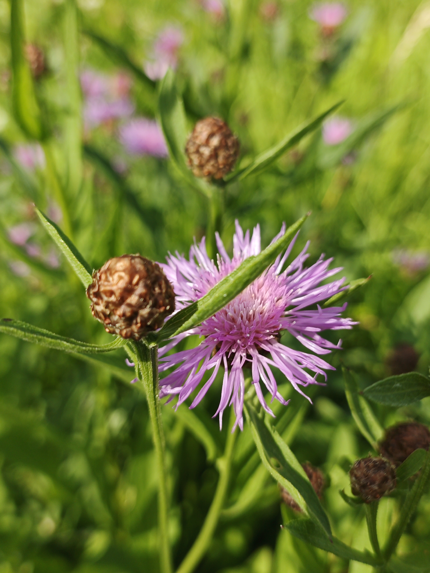 A close-up, eye-level shot captures a vibrant field of purple cornflowers in Medvedyovka, Russia. The focus is on a single, partially bloomed cornflower with delicate purple petals, framed by green stems and leaves. Two dried, brown seed heads are visible, one in the foreground and another slightly blurred in the background. The background is a soft blur of green foliage and more out-of-focus purple flowers, suggesting a sunny day and a flourishing natural environment. No people or animals are present.