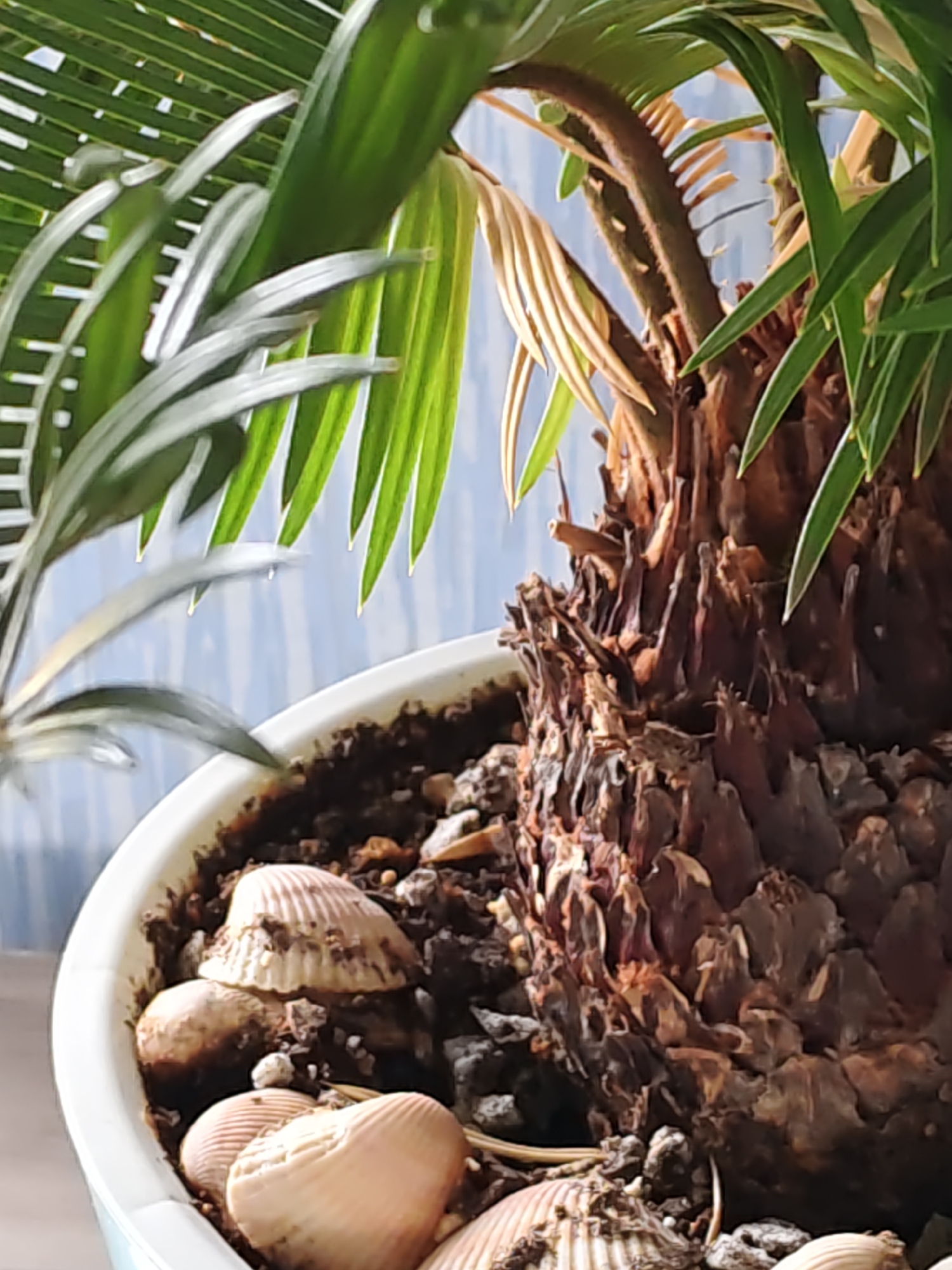 In Rostov-on-Don, Russia, a close-up shot focuses on the base of a potted plant, likely a cycad due to the rugged, scaly trunk and spiky fronds. The plant is in a white pot, filled with dark soil interspersed with pebbles and small seashells. Three seashells are prominently visible on the soil's surface, two of which are stacked and appear to be a light tan color with ribbed detailing. The plant's trunk is thick and textured, with a rough, bark-like surface in shades of brown and reddish-brown. Several new fronds are emerging from the top of the trunk, a lighter green color and still unfurled. The background is blurred and suggests an indoor setting with a pale blue, slightly striped wall. The lighting highlights the textures of the plant and the details of the shells.