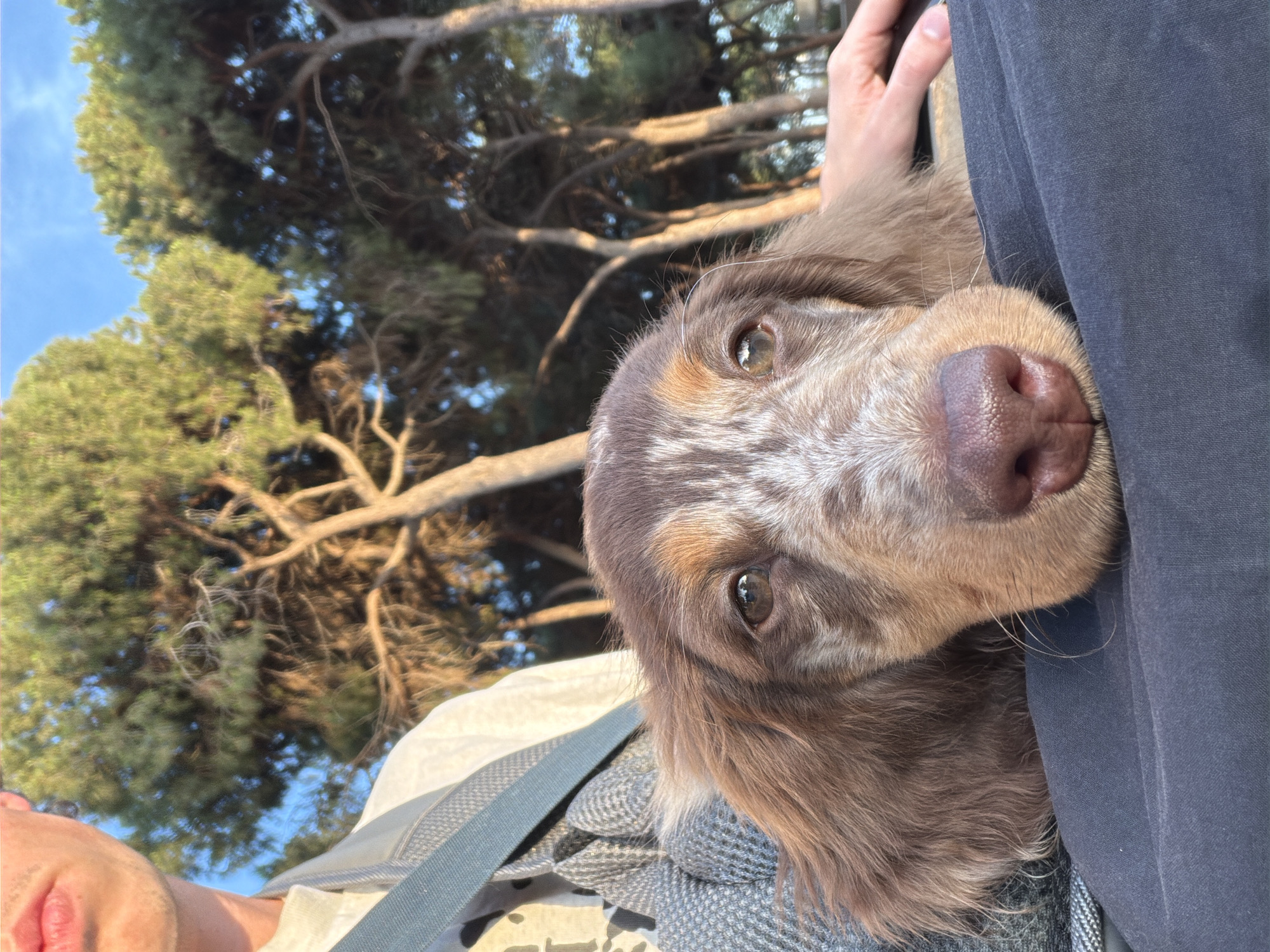 A close-up, eye-level, outdoor shot shows a person's face and chest, along with a puppy resting on their lap. The person is wearing a light-colored shirt and a grey jacket. The puppy is a mixed breed with brown and white markings, its head resting on dark blue fabric. The background features tall, green trees against a bright blue sky, suggesting a park or outdoor setting. The lighting is warm, indicating it may be late afternoon or early morning. The scene appears to be a relaxed moment between the person and their pet.