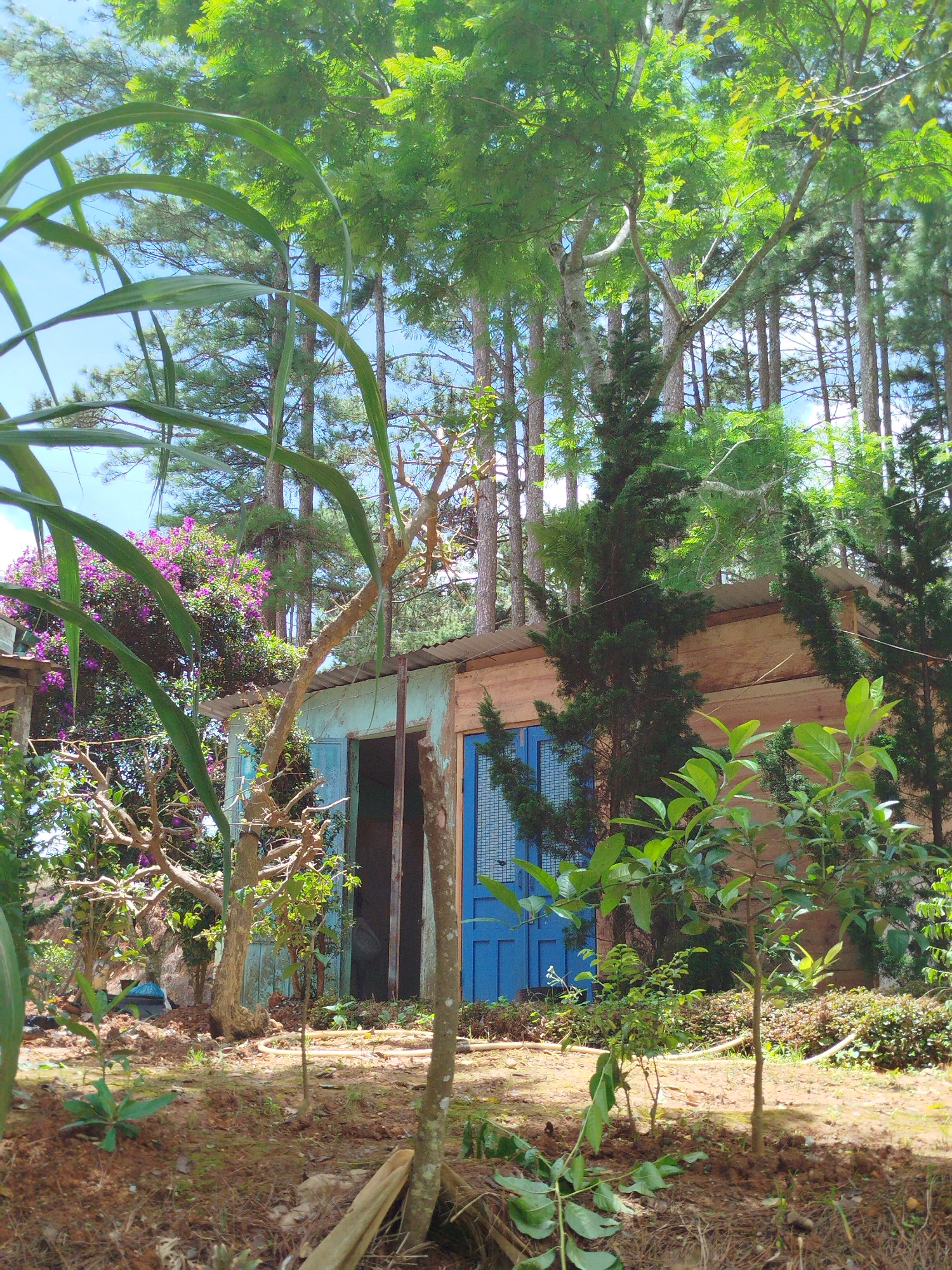 The image depicts a rustic, wooden shack situated amidst a lush, green environment, likely in the city of Da Tho, Vietnam. The shack has a weathered, light blue facade with a wooden extension. A prominent feature is its bright blue double doors. Surrounding the structure is an abundance of vegetation, including tall trees that dominate the background, with their leaves reaching towards a clear blue sky. In the foreground, the ground is covered with dry leaves and soil. There are various plants and trees of different sizes and species, some with vibrant purple flowers blooming on a bush to the left of the shack. The overall impression is one of a simple, somewhat neglected dwelling in a natural, overgrown setting.