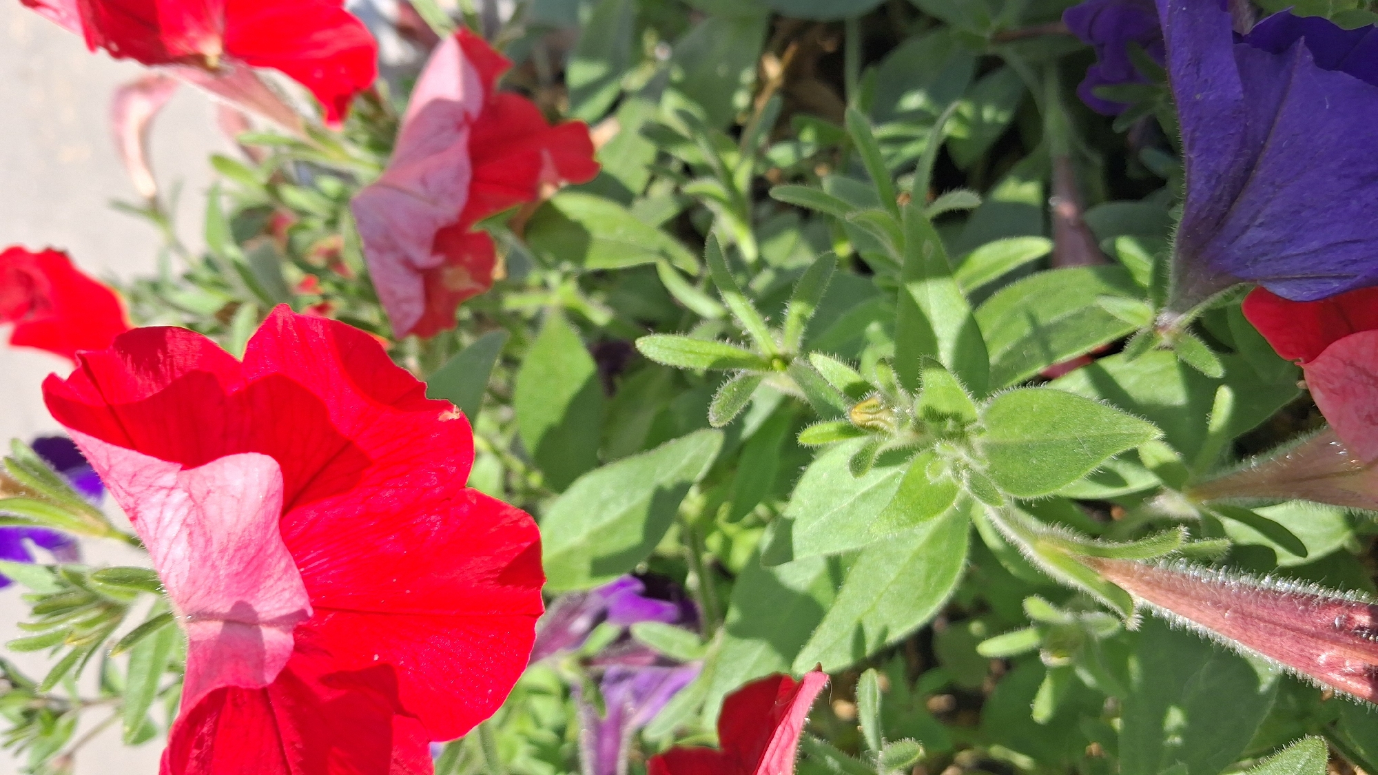 The image shows a close-up of vibrant petunias with red, purple, and pink flowers blooming in a garden setting. The focus is on the textured petals and fuzzy green leaves, with the bright sunlight casting shadows and highlighting the delicate details of the plants. The background is softly blurred, suggesting an outdoor environment. The location in Novosibirsk, Russia, is not discernible from the visual content of the image.