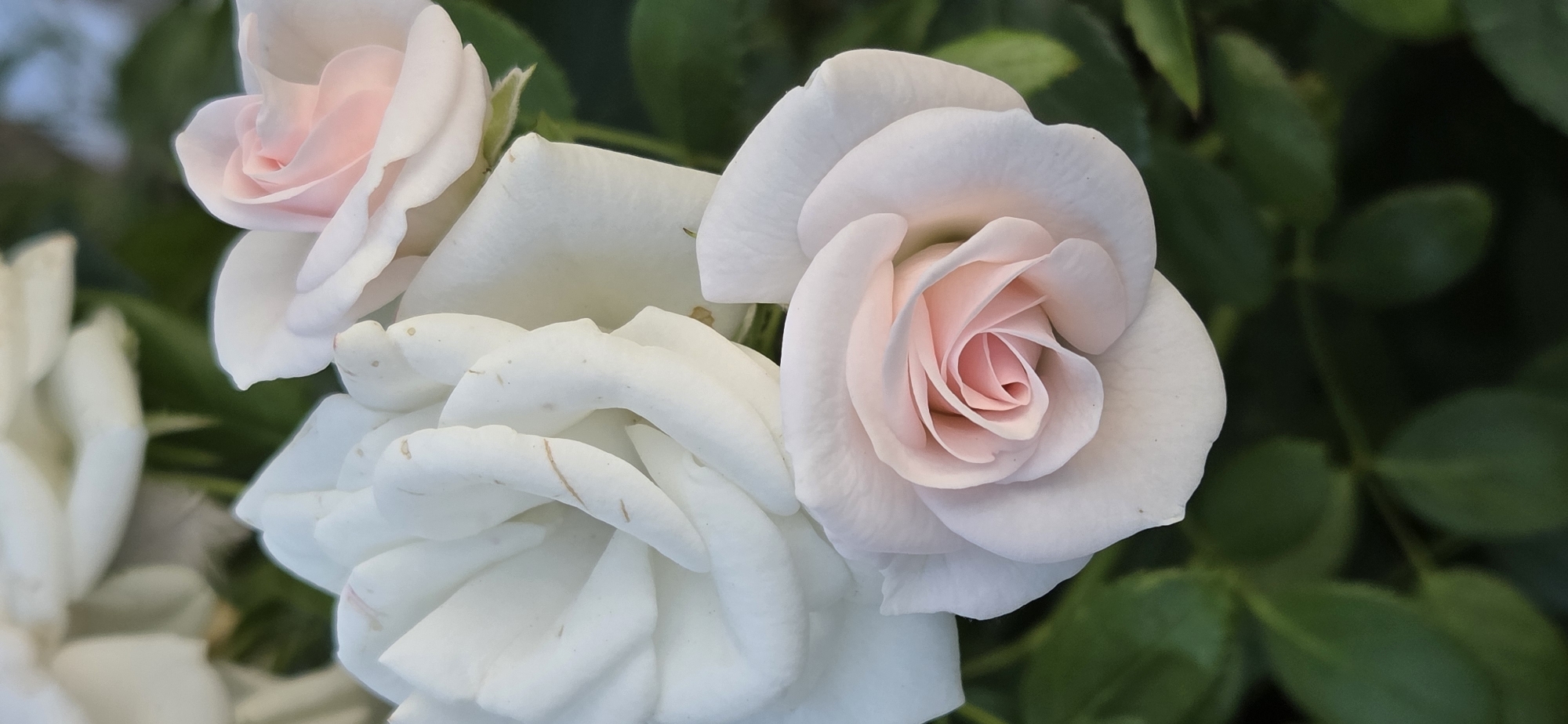 The image is a close-up shot of three roses with soft pink and white petals. The roses are in focus, with a blurred green leafy background. The scene is set in a garden, possibly in Strasbourg, France. There are no people visible in the image.