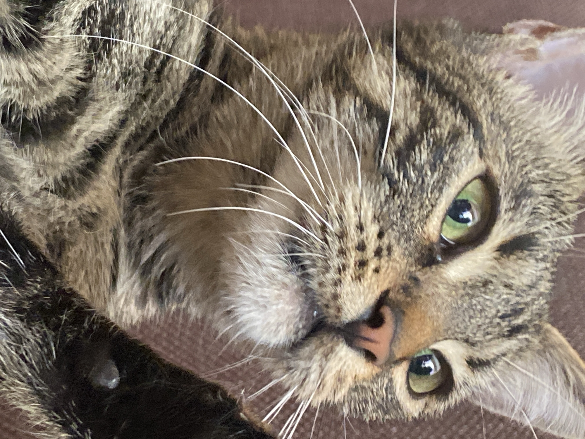 A close-up, low-angle, indoor shot focuses on the face of a tabby cat. The cat's green eyes are sharp and alert, looking upwards and to the right of the frame. Its whiskers are long and white, fanning out from its muzzle. The cat's fur is a mix of brown, black, and grey tabby markings. A portion of the cat's dark paw is visible in the lower right corner, with a small, light-colored marking on it. The background is a soft, blurred brown surface, likely a piece of furniture. There are no identifiable landmarks or context to determine a specific location in Sofia, Bulgaria.