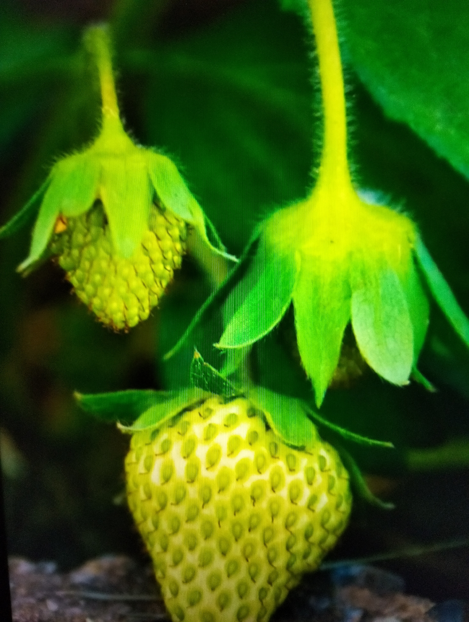 The image shows three unripe strawberries on a plant, against a blurred green background. The strawberries are small and green, with visible seeds on their surface. They are surrounded by green leaves and stems. The lighting is soft, and the focus is on the strawberries, suggesting a close-up shot. There are no people or any other objects or activities visible in the image. The setting is natural, likely a garden or agricultural field. The location in the city of Payagaboh, Indonesia is not discernible from the image itself.