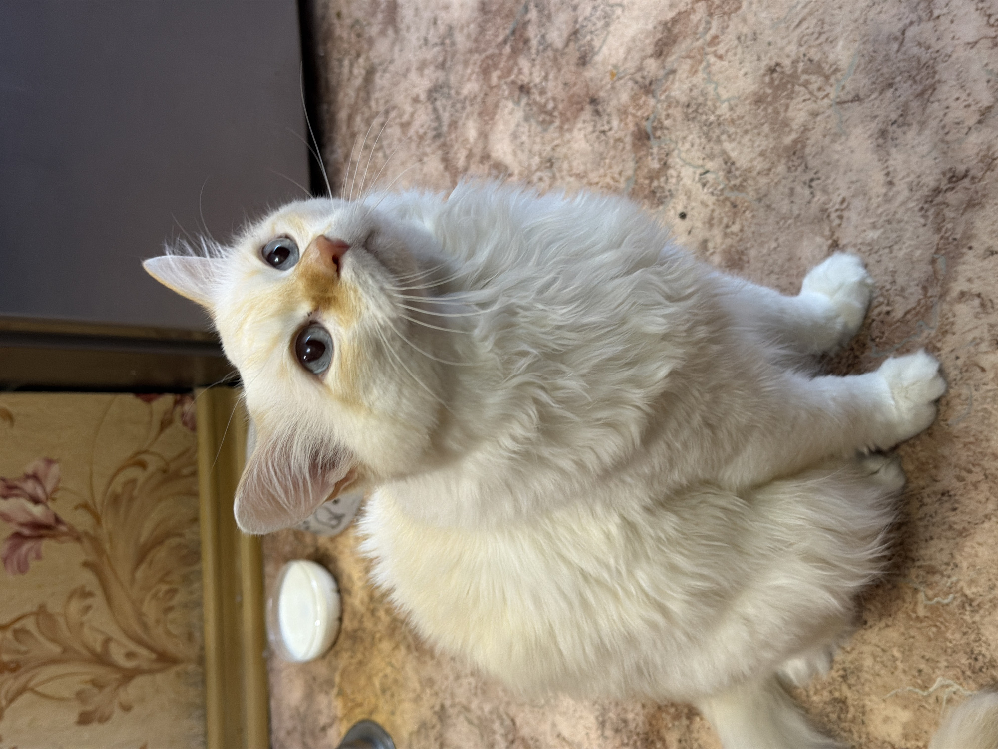 A white-furred cat with striking blue eyes is the central subject of this image, captured indoors in Засечное, Russia. The cat has cream-colored markings around its nose and ears, a small pink nose, and long white whiskers. It is depicted looking upwards and slightly to the right, with a curious and attentive expression, and its head tilted.
The cat appears to be sitting or reclining on a textured floor, which features mottled patterns in shades of beige, brown, and possibly light grey. In the background to the left, there is a dark, indistinct area, followed by a section of patterned wallpaper or upholstered furniture adorned with a floral design in reddish-brown hues. A small, white, circular object, possibly a lid or a shallow bowl, is visible on the floor near the cat's left side.
The cat's fur is fluffy and predominantly white, with visible texture. Its paws are also white and neatly tucked. The overall lighting suggests it is daytime. No human subjects or visible text are present in the image. The scene conveys a moment of quiet observation from the feline.