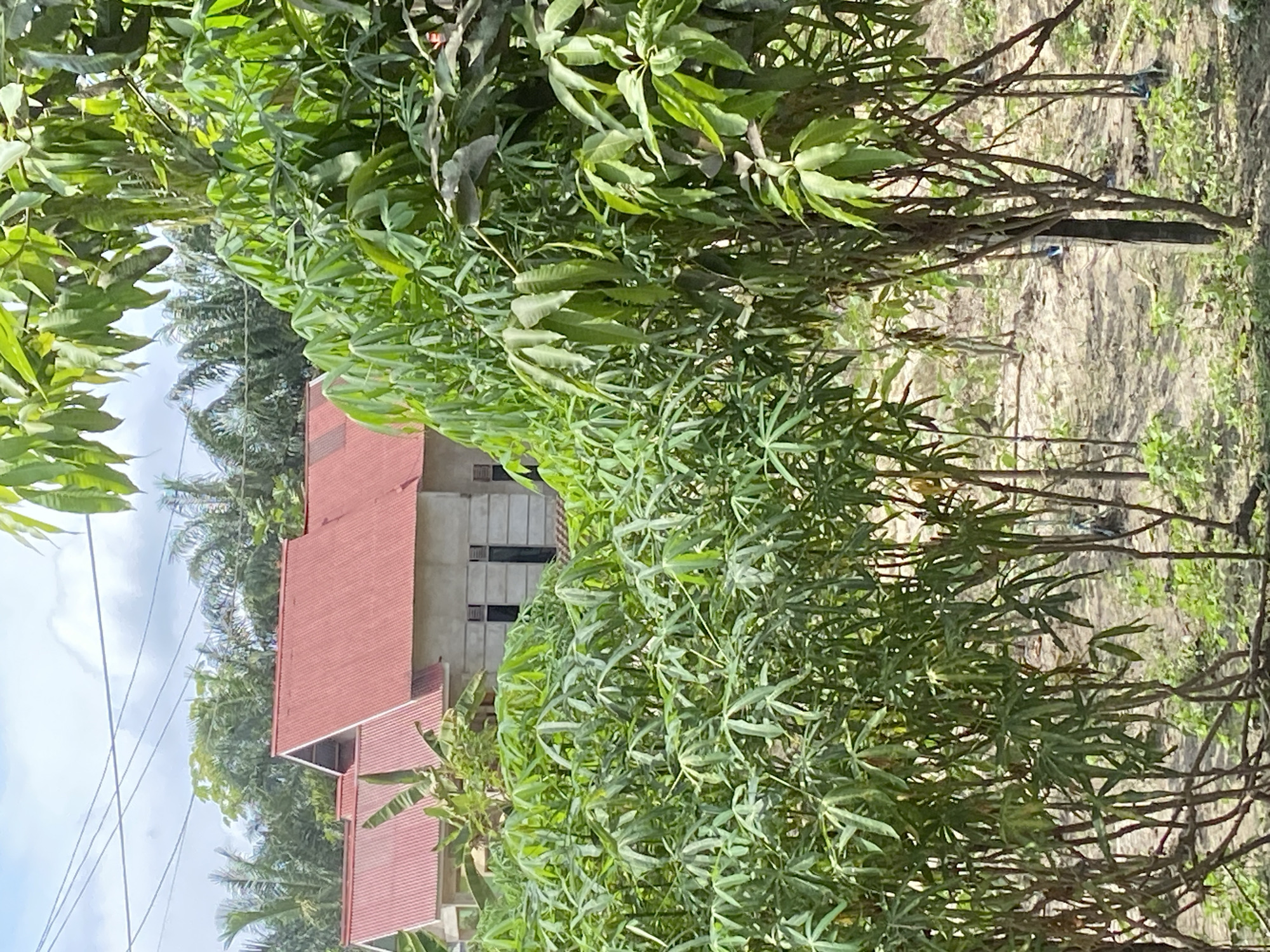 The image depicts a scene in Sekar Mawar, Indonesia, showcasing two unfinished buildings with red tiled roofs, partially obscured by dense green foliage. The buildings appear to be in the early stages of construction, with visible concrete walls and rectangular window openings. In the foreground, a variety of lush green plants, including what appear to be cassava plants and possibly a young mango tree, dominate the view. The ground is a mix of dry soil and sparse vegetation. In the background, palm trees are visible, suggesting a tropical environment. Overhead, power lines stretch across the frame under a partly cloudy sky. There are no people or discernible actions in the image.