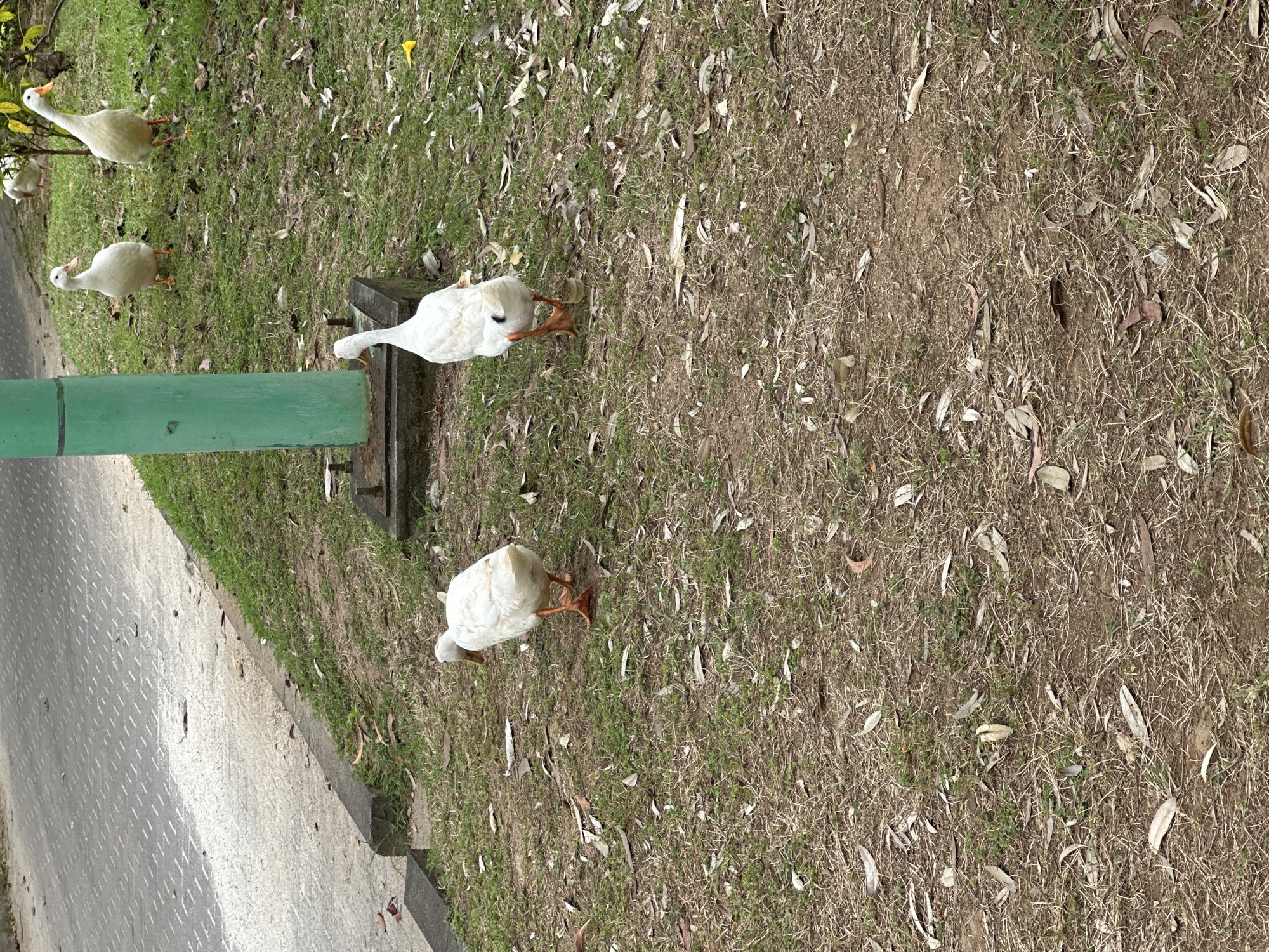 In Kuta Selatan, Indonesia, a street runs along the left side of the image, bordered by a grassy slope with scattered dry leaves. A green lamppost stands near the center of the frame. Four white ducks are present: two in the foreground and two in the background. One duck in the foreground faces away from the camera, while the other faces towards it. In the background, two ducks are visible, one facing left and the other facing forward. The environment appears to be an outdoor public space.
