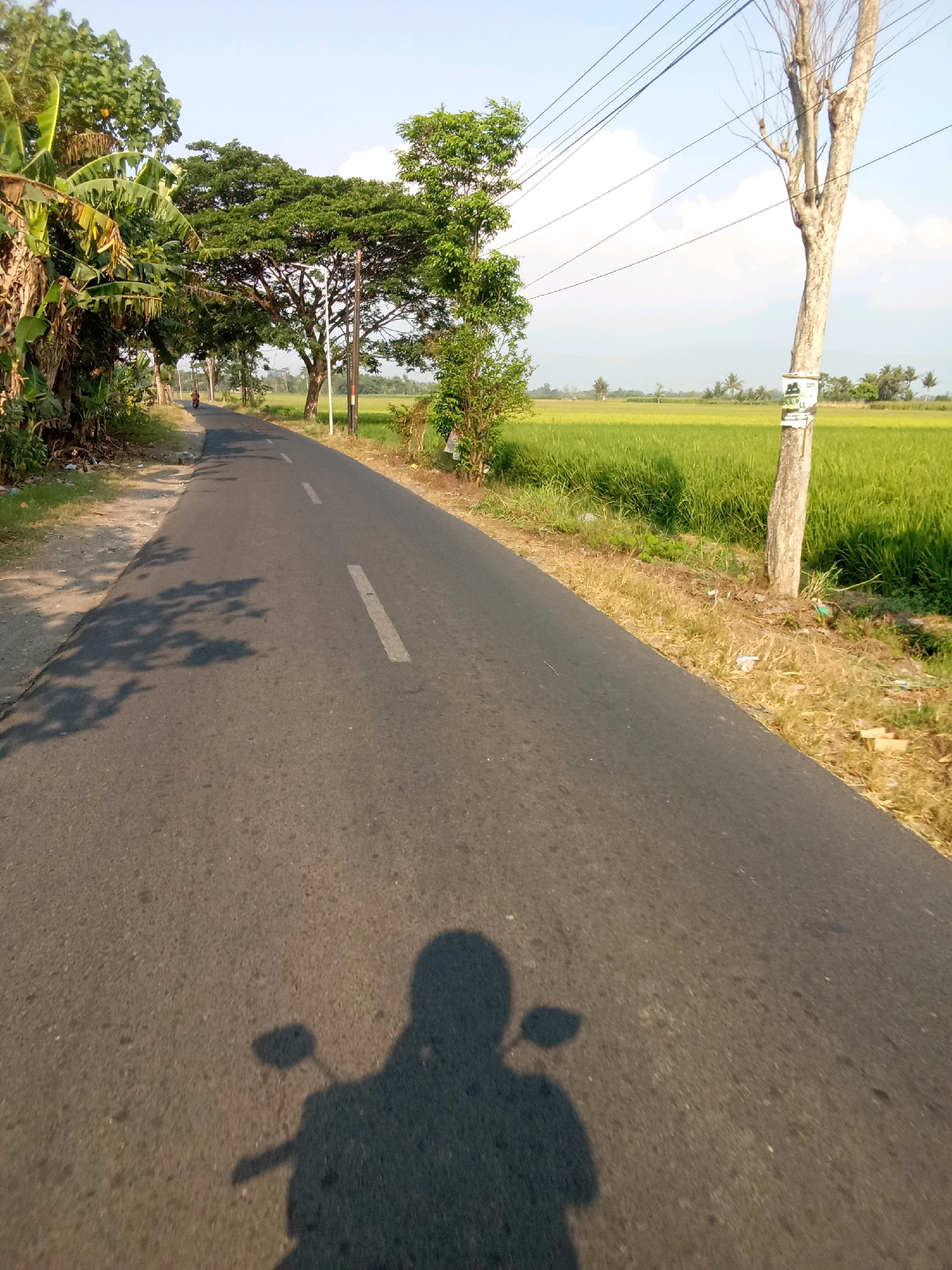 An asphalt road curves into the distance, flanked by lush green rice fields on the right and vegetation including banana trees and other foliage on the left. A single, bare tree stands prominently on the right side of the road, with power lines strung above. The shadow of a person riding a motorcycle is cast on the road in the foreground. The scene appears to be in Ajung, Indonesia, with the sunny, clear sky suggesting daytime.