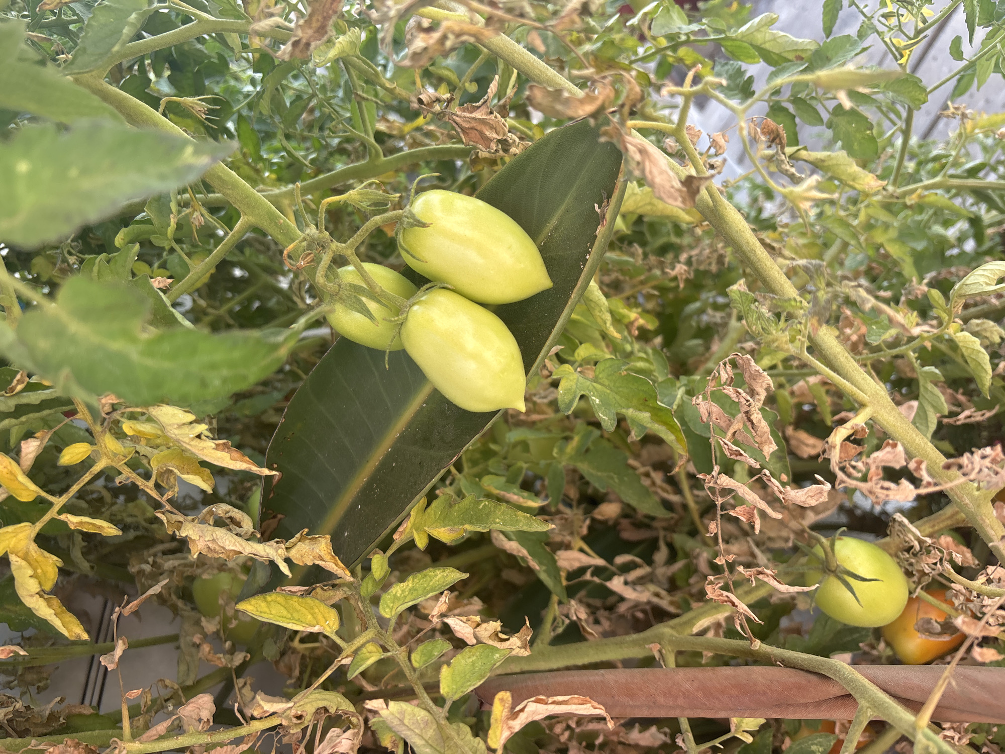 The image depicts a close-up view of a tomato plant with several unripe, pale green tomatoes growing. Three elongated tomatoes are clustered together on a large green leaf in the upper center of the frame. A single rounder, pale green tomato is visible lower left, with an orange, partially ripe tomato just behind it. The plant shows signs of stress, with many yellowed and dried leaves and stems interspersed among the healthy green foliage. The background is blurred, suggesting an outdoor setting, possibly a garden or balcony in Tavira, Portugal, given the context. The lighting is natural and appears to be daylight.