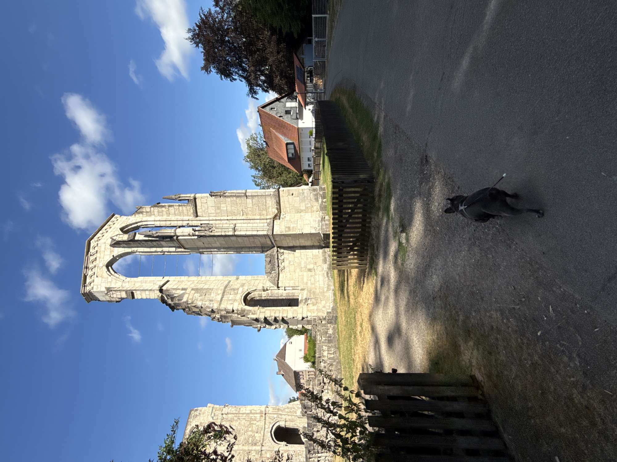 The image shows the ruins of the Walkenried Abbey in Walkenried, Germany, with a grey dog on a leash walking on a paved path in the foreground. The dog is facing away from the camera, walking towards the right side of the frame. The ruins, composed of weathered stone, dominate the background, with tall arched windows and crumbling walls against a bright blue sky with scattered white clouds. A wooden fence separates the ruins from the path. In the middle ground, a modern house with a red tile roof is visible behind the ruins, surrounded by trees. The path appears to be a road leading away from the abbey. The overall lighting suggests it is daytime, likely late morning or afternoon, with shadows cast on the ground.