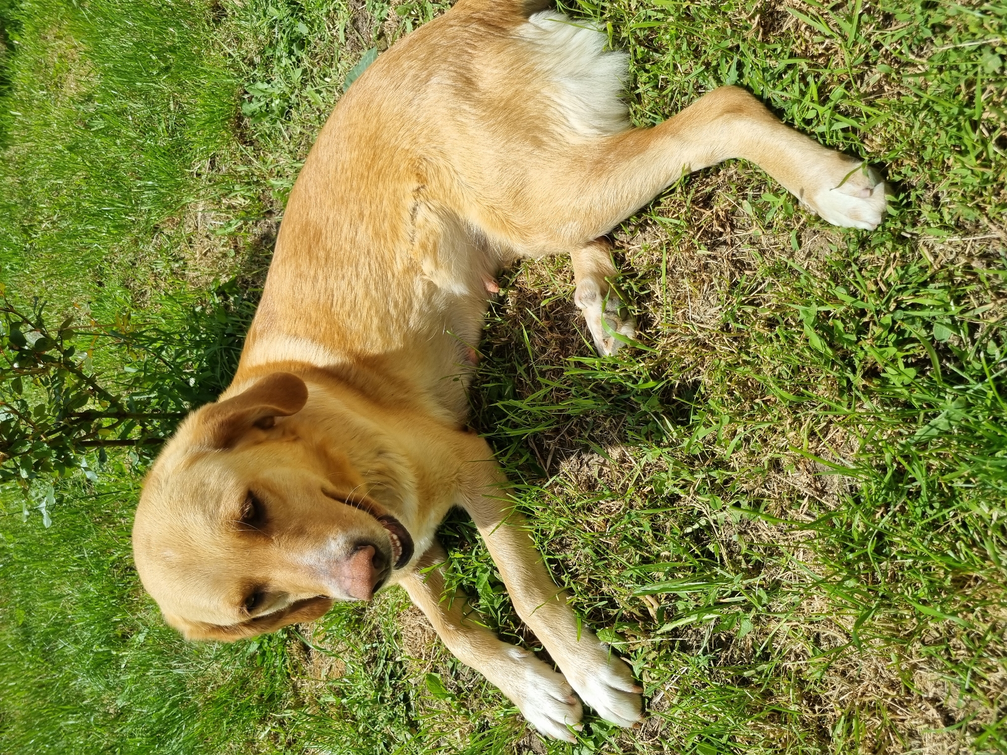A medium-sized, tan-colored dog with white paws lies on its side on a patch of green grass. The dog appears relaxed, with its head resting on the ground and its mouth slightly open. Some sparse, brown grass is also visible in the background. A small bush is visible behind the dog. The location is outdoors in Galabovtsi, Bulgaria.