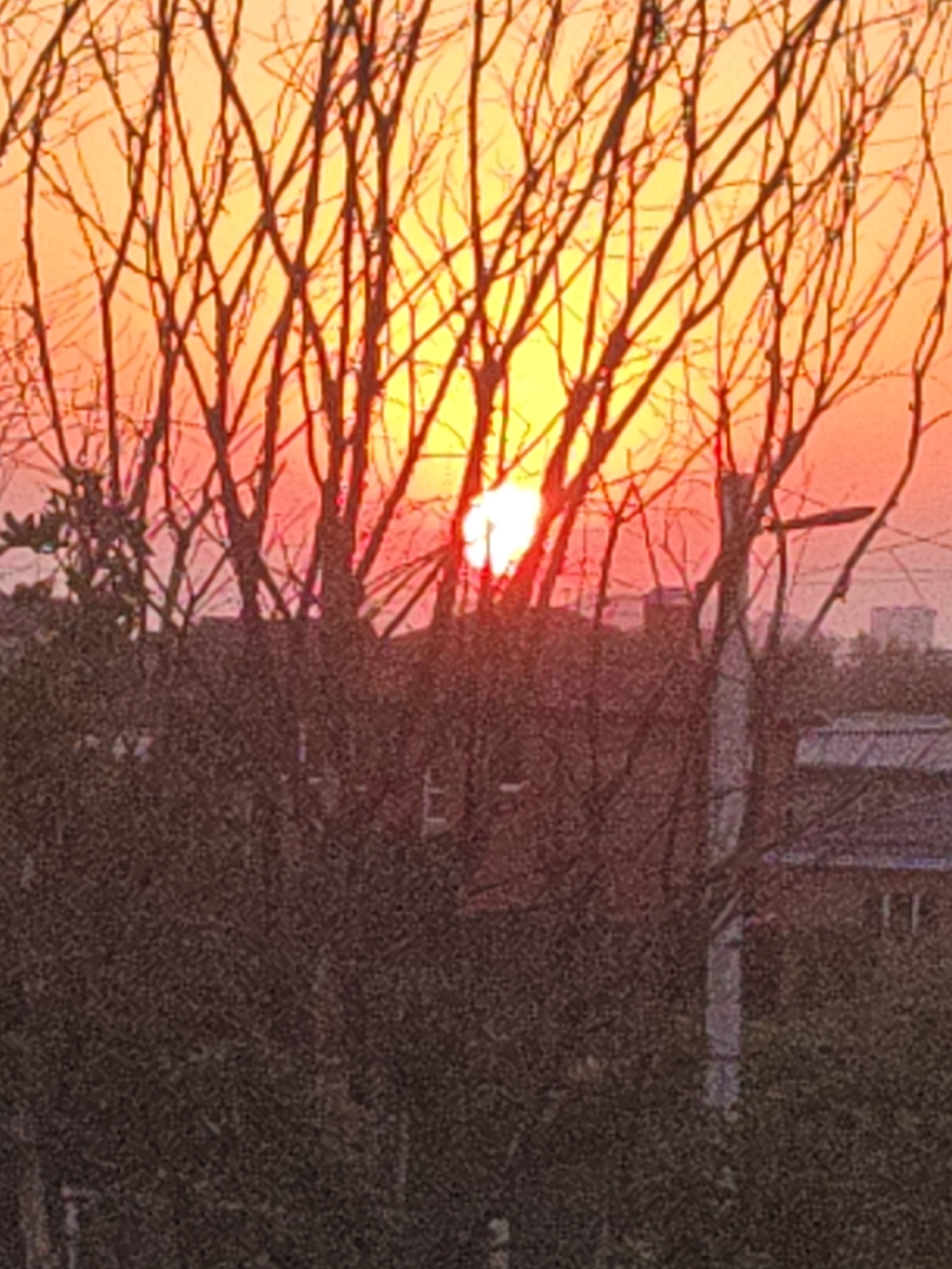 A silhouette of bare tree branches is in the foreground, obscuring a sunset. The sky is a gradient of orange and yellow, with the sun a bright white orb partially hidden behind the branches. In the middle ground, the tops of buildings and some vegetation are visible. The buildings appear to be low-rise. A lamppost is visible on the right side of the image. The overall scene is dark and grainy, suggesting it was taken at dusk or dawn, or in low light conditions. There are no people or animals visible in the image. The scene is likely a residential area within the city of Rostov-on-Don, Russia, given the architecture and vegetation typical of the region.