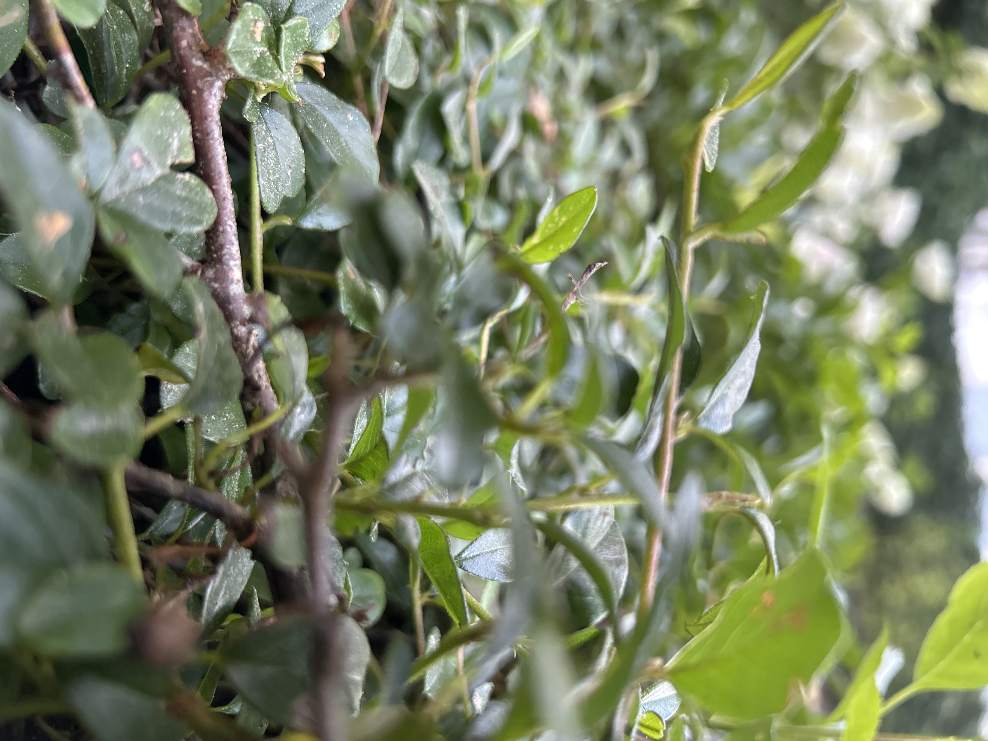 The image shows a close-up of dense green foliage with branches. The leaves are small and oval-shaped, some appearing slightly dusty. There are thin, brown branches weaving through the leaves. In the background, out of focus, are hints of white flowers and more greenery. The lighting suggests it might be daytime, possibly overcast. No people or specific landmarks of Vilnius are visible.