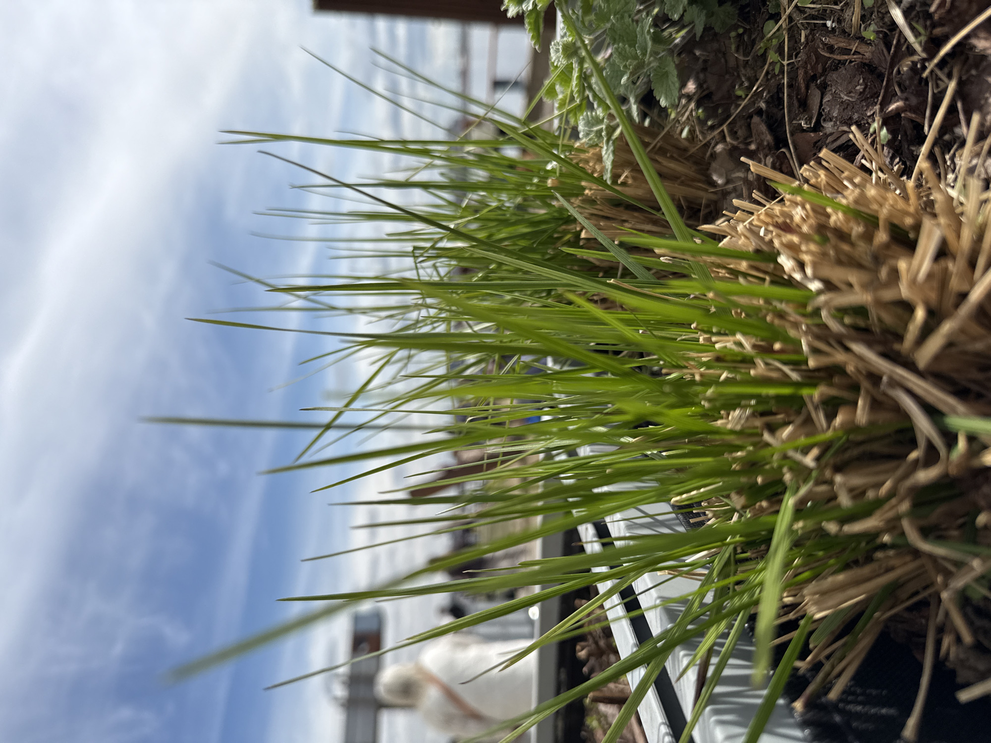 The image shows a close-up view of grass and other vegetation growing in a container, likely on a balcony or rooftop. The background reveals a cityscape with a blurred building and sky. Based on the architectural style and sky, the location is inferred to be in Saint Petersburg, Russia. There is a blurry white object at the bottom of the image, likely a small decorative object. The primary focus is on the texture and color of the plants, with attention to the transition from green to brown in the grass blades.
