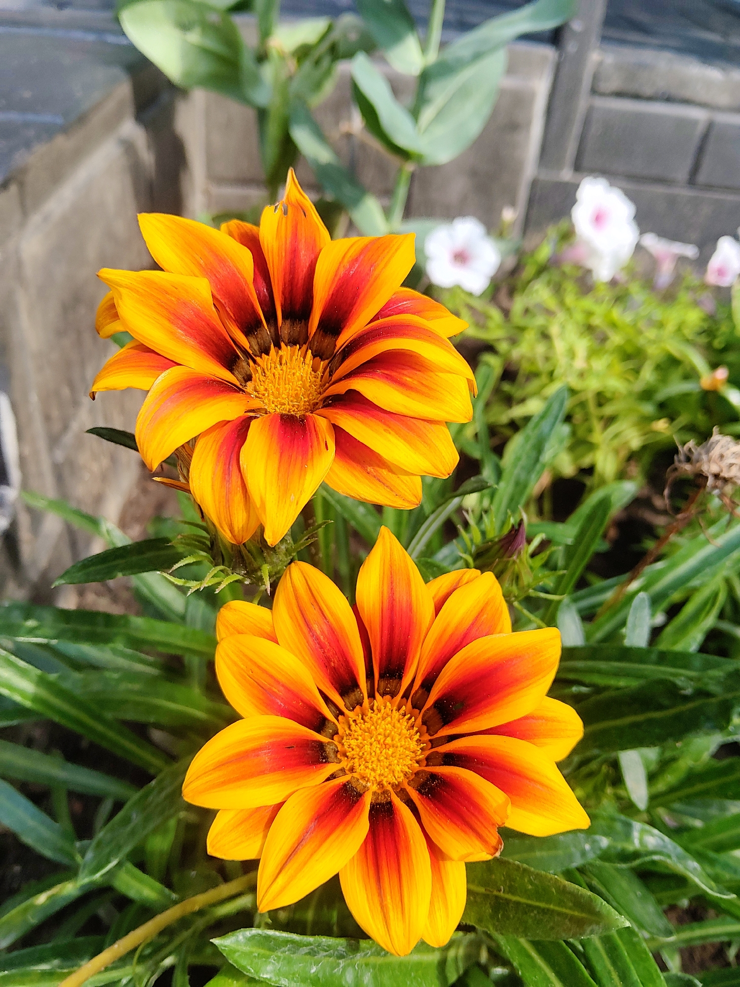 Two vibrant orange and yellow gazania flowers are in the foreground, with one slightly behind and above the other. Both flowers have petals with deep red streaks radiating from the dark center. The background consists of green foliage, a gray brick wall, and some out-of-focus white flowers with pink centers. The scene is outdoors, with bright natural lighting. There are no people visible in the image. The location is a garden or park area, potentially in the city of Kharkiv, Ukraine, given the presence of manicured flora and urban landscaping elements like the brick wall.