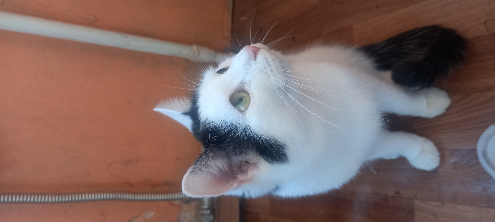 A domestic shorthair cat with black and white markings sits on a wooden floor in front of an orange wall. The cat is looking upwards and to the right. A grey corrugated pipe runs vertically along the left side of the wall, and a white pipe runs vertically on the right side of the wall. The scene is likely indoors, possibly in an apartment or house in Izhevsk, Russia.