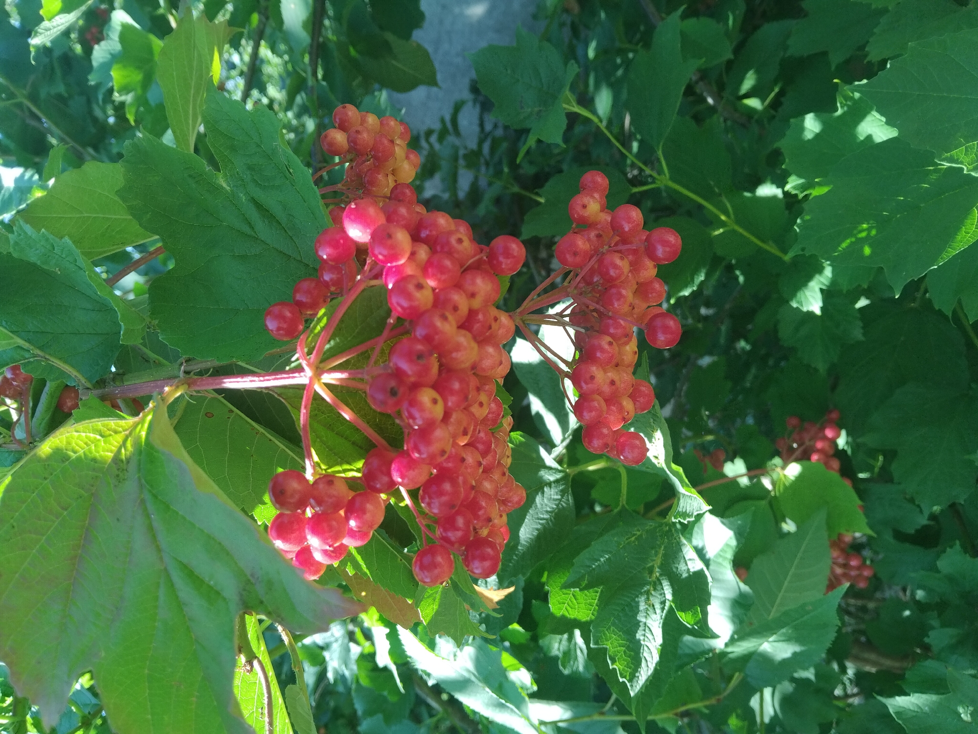 This is a close-up, eye-level, outdoor, daytime photograph of clusters of bright red berries hanging from a bush. The berries are small, round, and appear to be ripe. They are clustered together in bunches, with some berries being a lighter shade of red or orange, indicating varying degrees of ripeness or lighting effects. The berries are surrounded by lush green leaves, some of which are large and lobed, while others are smaller and more pointed. Sunlight is filtering through the leaves, creating highlights and shadows. In the background, out of focus, is a gray, textured surface, possibly a wall or a building, and more greenery. The scene is likely in the city of Hvozdiv, Ukraine, given the context of the request. No people or animals are visible in the image. The overall impression is one of natural abundance and the vibrant colors of a summer harvest.