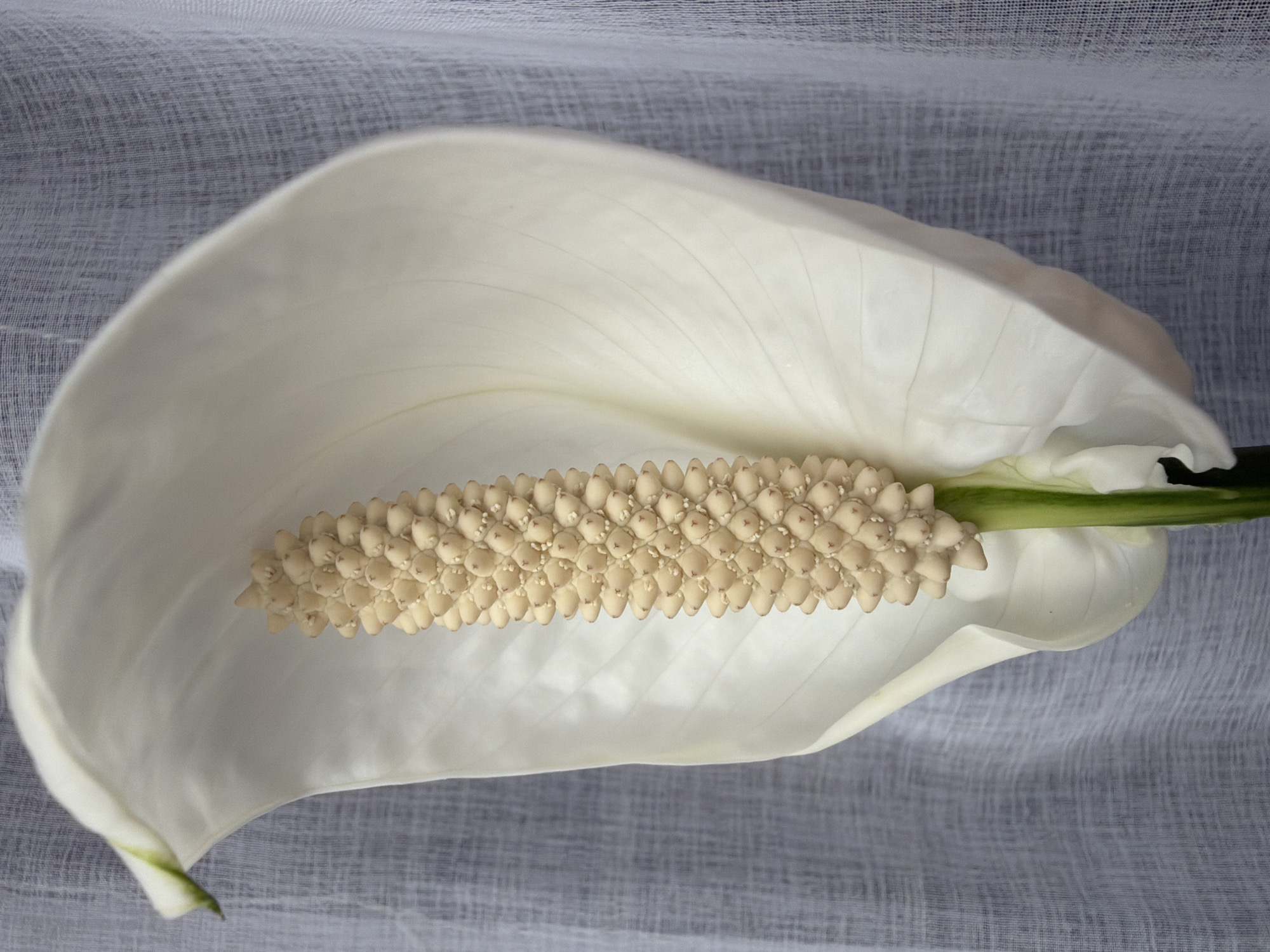 A close-up, vertical, eye-level shot shows a white peace lily flower against a muted grey textured background. The flower is predominantly white, with a large, curved spathe that partially enfolds a creamy yellow spadix. The spathe exhibits subtle, radiating veins and a slight green tinge at its tip. The spadix is elongated and appears covered in numerous small, bud-like structures. A green stem is visible at the base of the spadix. The background is a translucent, grey, woven fabric, possibly a curtain or backdrop, which has a slightly wrinkled texture. No people or any specific location in Kazan, Russia, are depicted or discernible in this image.