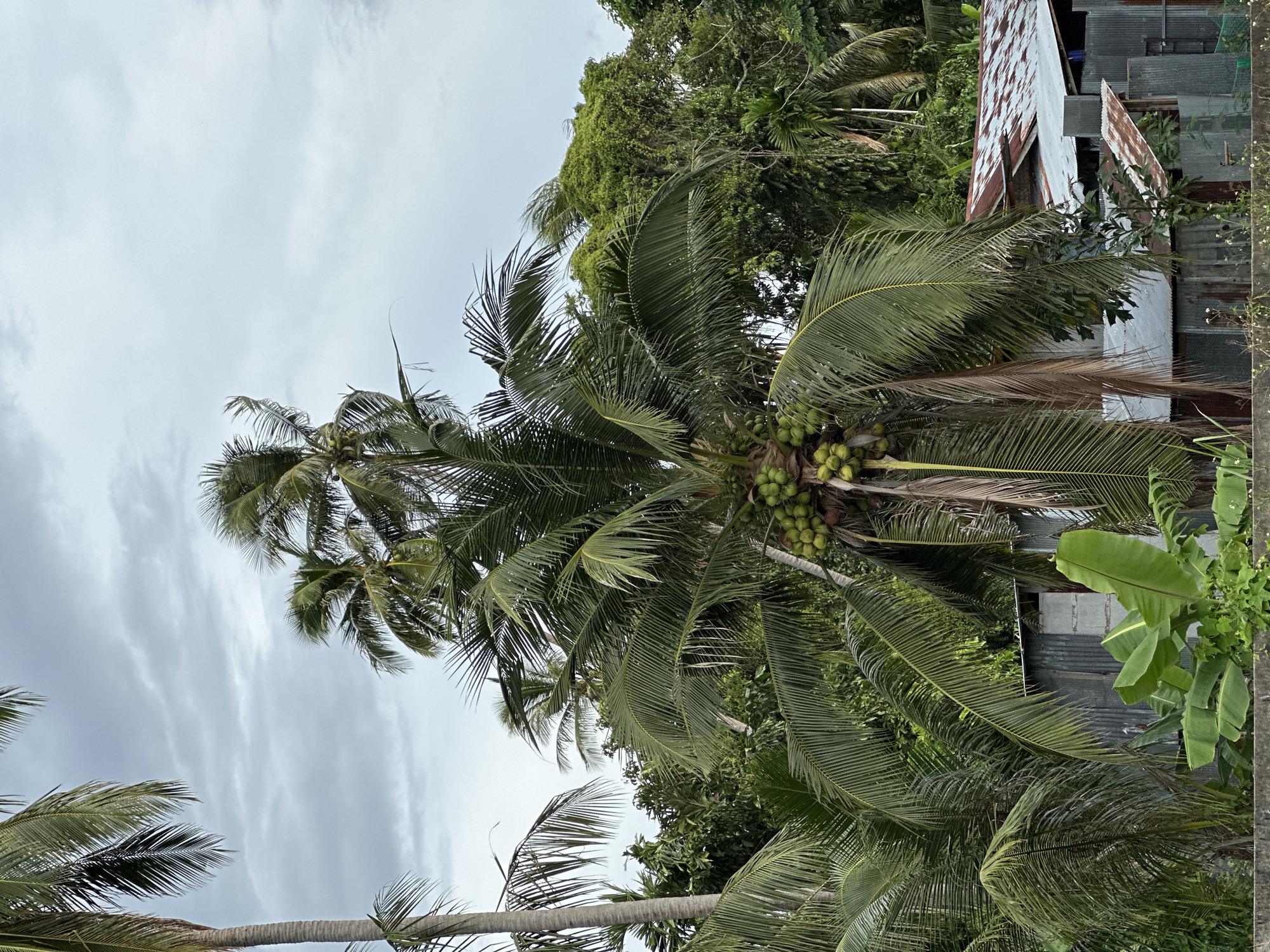 The media file shows a close-up, vertically oriented view of a cluster of mature coconut trees with green coconuts visible. The fronds of the palm trees fill the foreground and mid-ground, some appearing older and brown, while others are lush and green. In the background, a dense arrangement of various green trees and foliage is present. To the right side of the image, a corrugated metal roof of a building is visible, along with parts of a rustic structure made of wood and metal. A small banana tree with large green leaves is also seen near the building.
The sky is overcast with pale clouds, suggesting a possibly humid or temperate weather condition, or it could be early morning or late afternoon. The lighting is diffused, without harsh shadows, reinforcing the overcast sky. No people are visible in the frame. The scene depicts a tropical environment, likely a residential or rural area in Baan Mae Nam, Thailand, characterized by lush vegetation and simple structures. The overall impression is one of natural abundance and a somewhat rustic, lived-in setting. There is no visible text in the image.
