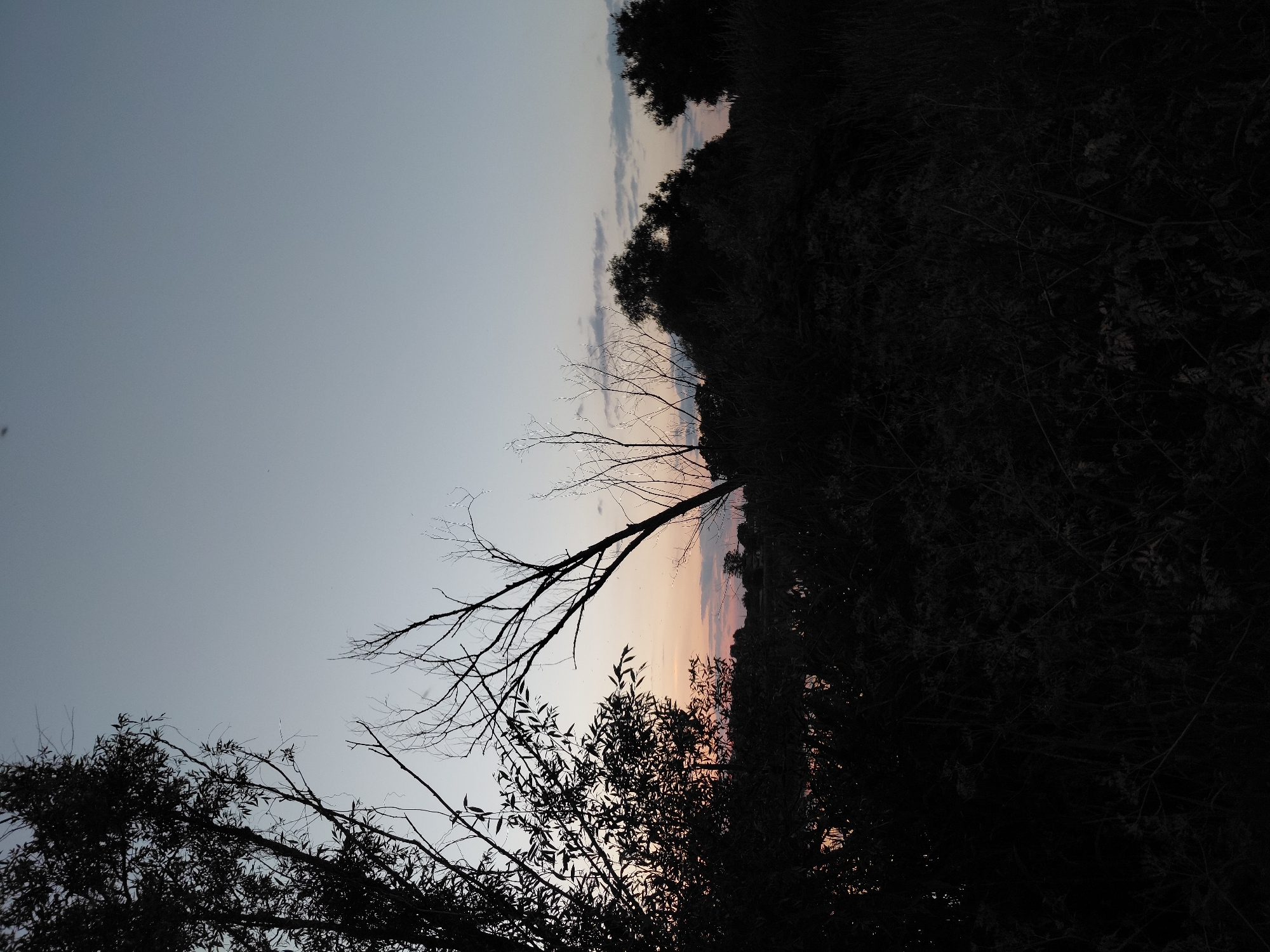 The image depicts a natural landscape at dusk, likely in the vicinity of Ustyvytsia, Ukraine. Silhouetted trees and dense undergrowth dominate the foreground and middle ground, creating a dark, shadowy environment. The sky above is a pale blue, transitioning to hues of pink and orange near the horizon, indicative of a sunset or sunrise. Faint clouds are visible against the sky. In the distance, a body of water reflects the faint colors of the sky. No people or specific man-made structures are clearly discernible. The overall impression is one of a quiet, natural setting at twilight.