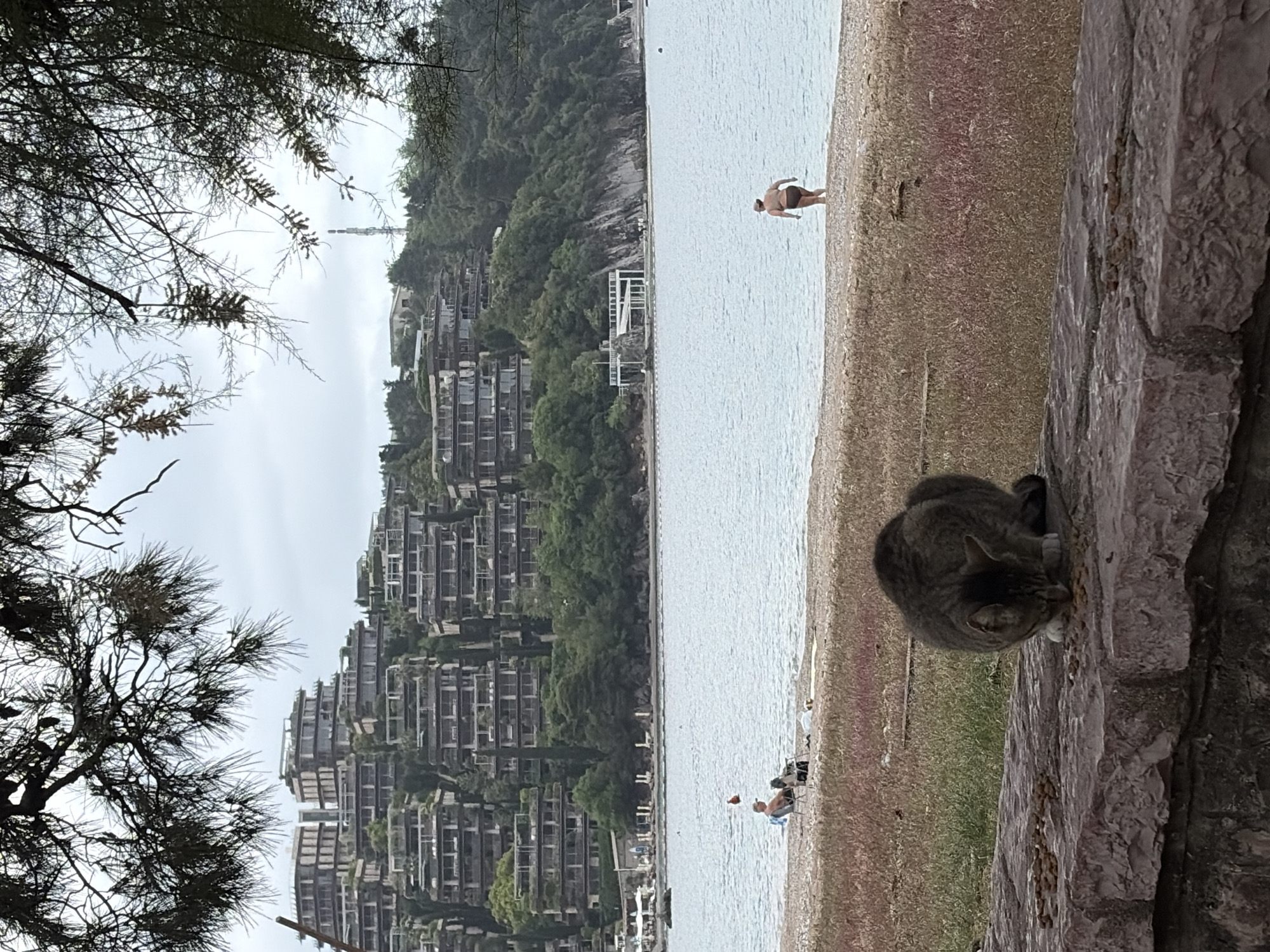 The image shows a cat eating on a stone wall, with a beach scene in the background. The beach is populated with a few people, one of whom is wading in the water. Beyond the beach, a hillside is covered in multi-story buildings and trees. Bare tree branches are visible in the upper left of the frame. A tall tower is situated behind the buildings on the hillside. The location is Budva, Montenegro.