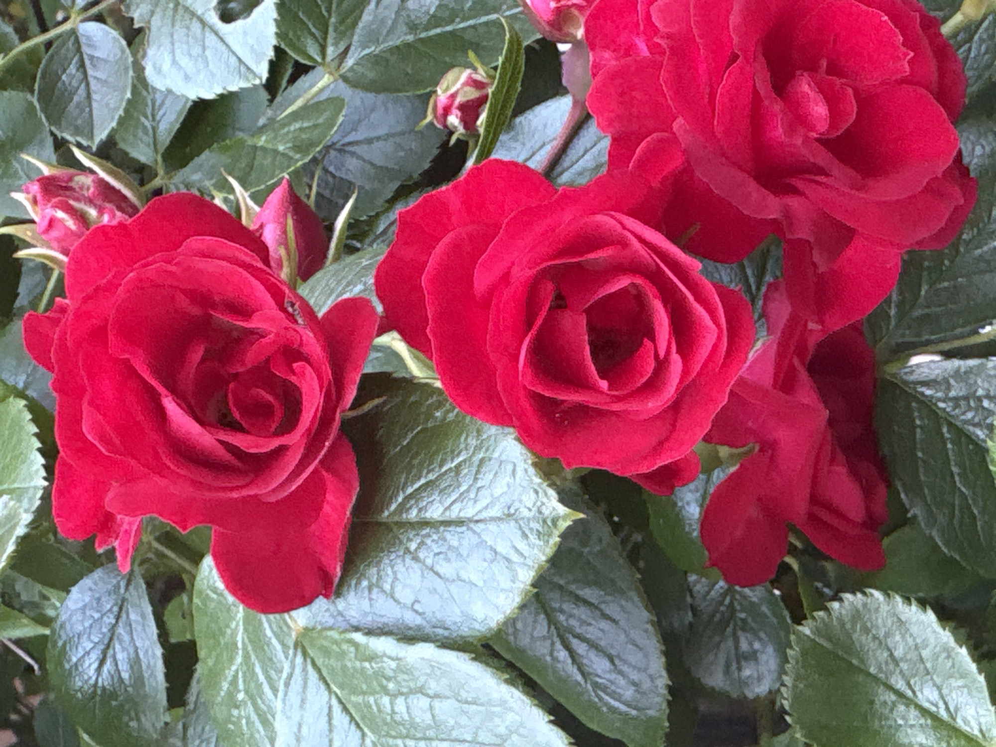 The image shows a close-up view of several red roses in bloom, surrounded by green leaves. There are also some rose buds visible. The location is not discernible from the image.