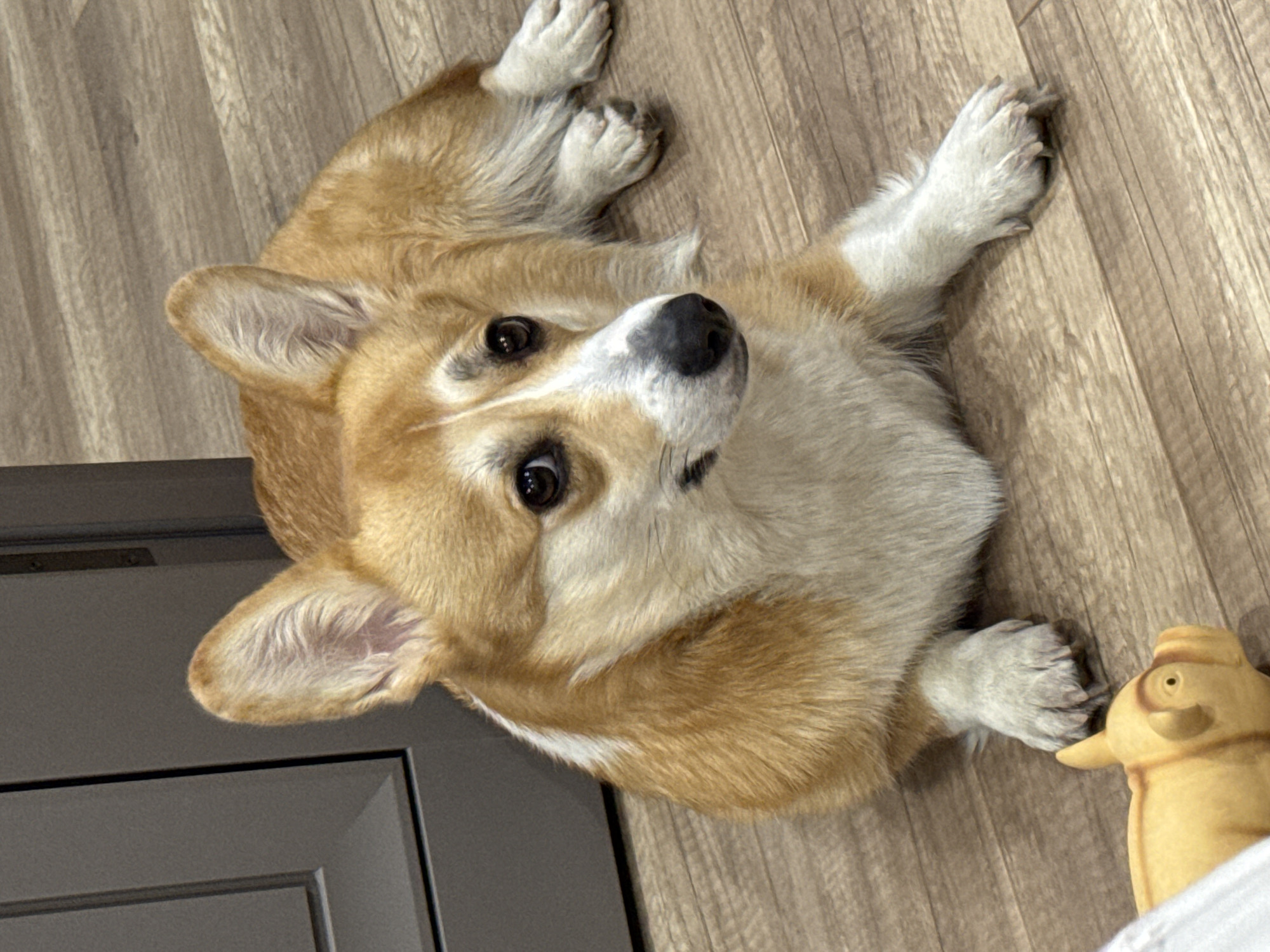 A tan and white corgi is lying on a wooden floor, looking up at the camera. Its front paws are outstretched. There is a gray door in the lower-left corner of the frame, and a yellow rubber toy in the lower-right corner. The location of the image is not discernible based on the provided information and image.