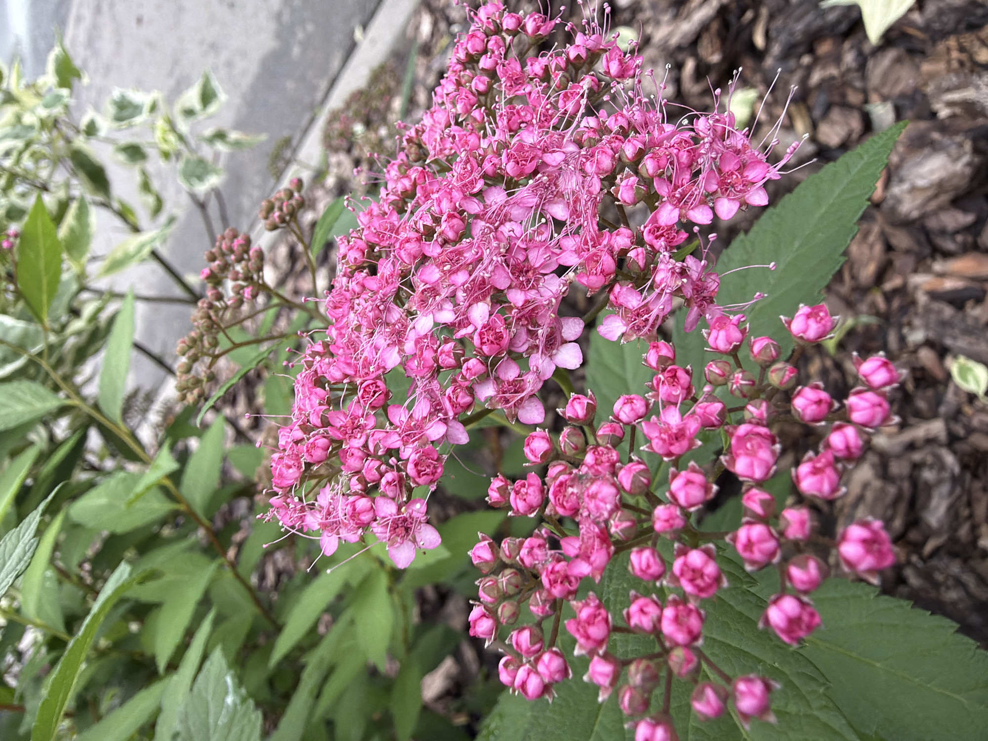 A cluster of bright pink, delicate flowers, with many tiny petals and visible stamens, are in the foreground of this image. The flowers are densely packed on thin stems, creating a feathery appearance. Behind the flowers, the background is blurred, showing green leaves, some with variegated white edges, and dark brown mulch on the ground. Part of a paved surface is visible in the upper right corner. The lighting suggests it is daytime.