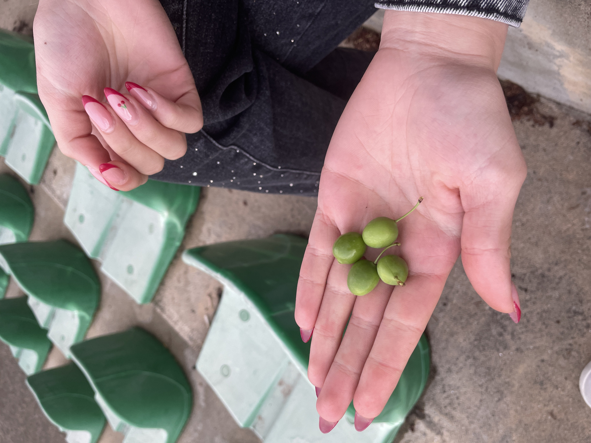 The image, captured in Ihtiman, Bulgaria, presents a top-down view of a person's hands over a backdrop of green stadium seating. The left hand displays an elegant manicure with long, almond-shaped nails, featuring a vibrant red French tip and a small, detailed red cherry design on the middle fingernail. The right hand is gently cupped, holding four small, round, unripe green berries with slender stems, resembling cherries or olives. Between the hands, the person's attire is visible: dark jeans, possibly embellished with subtle shiny details or glitter. The background consists of numerous rows of green plastic seats, varying slightly in shade, indicative of a public outdoor seating area such as a stadium or amphitheater. The ground is a neutral gray, likely concrete. The lighting is soft and diffused, suggesting a daytime scene, possibly under an overcast sky, without harsh shadows. No text is visible, and the subject's emotions cannot be determined as only their hands are in view.