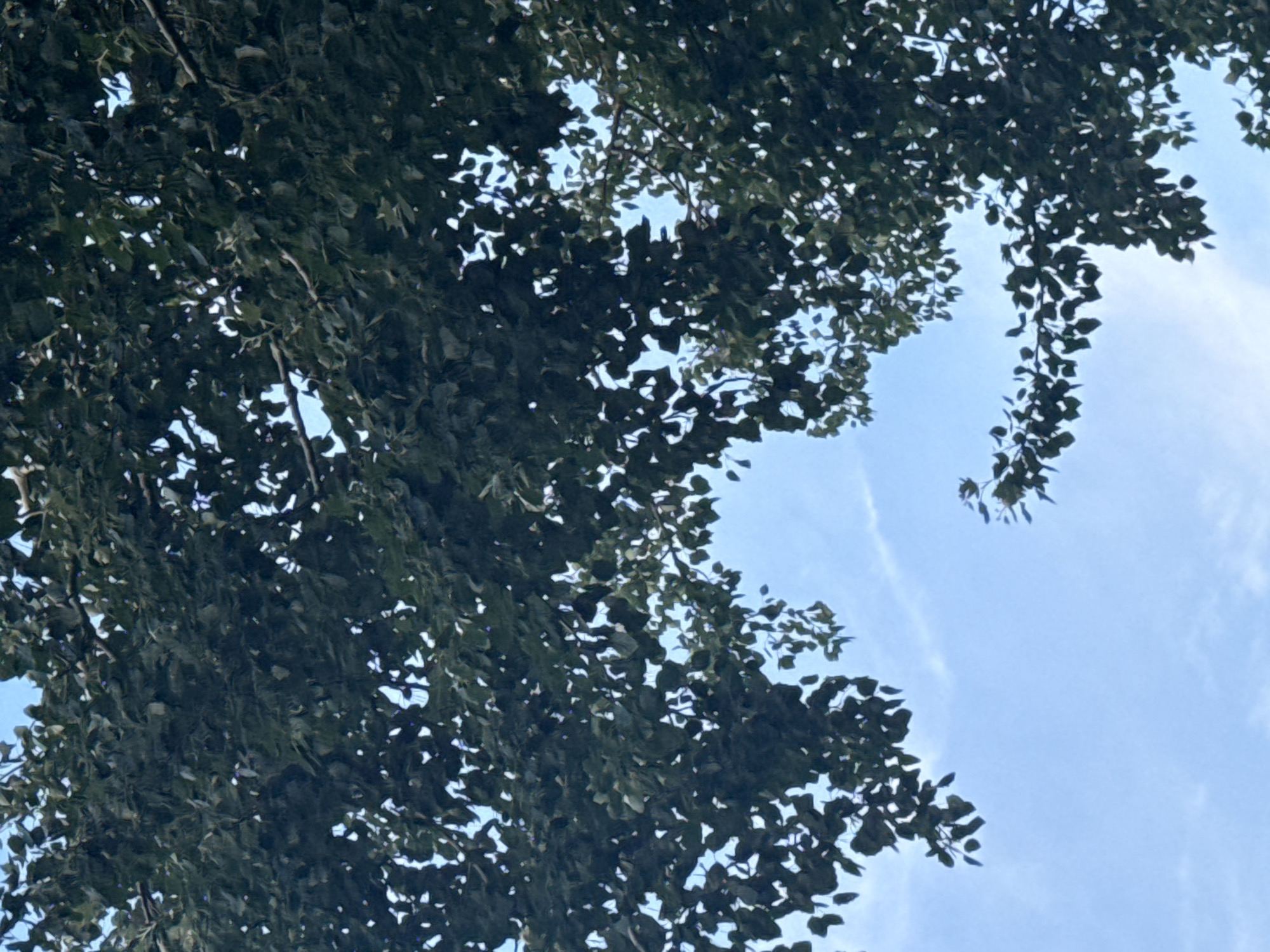 This media file is a photograph taken from a low angle, looking up through the canopy of a tree towards a light blue sky with wispy clouds. The dense, dark green foliage of the tree dominates the left and upper portions of the image, with many leaves obscuring the sky. Sunlight filters through the gaps in the leaves, creating dappled patterns. The sky occupies the right and lower portions of the frame, appearing to be a clear, bright day. The image captures a natural, outdoor scene, likely in a park or garden, given the abundance of foliage against the sky. There is no indication of people, specific objects, or text within the frame. The time of day appears to be daytime, and the weather seems fair. The overall mood is peaceful and serene, evoking a sense of nature and tranquility.